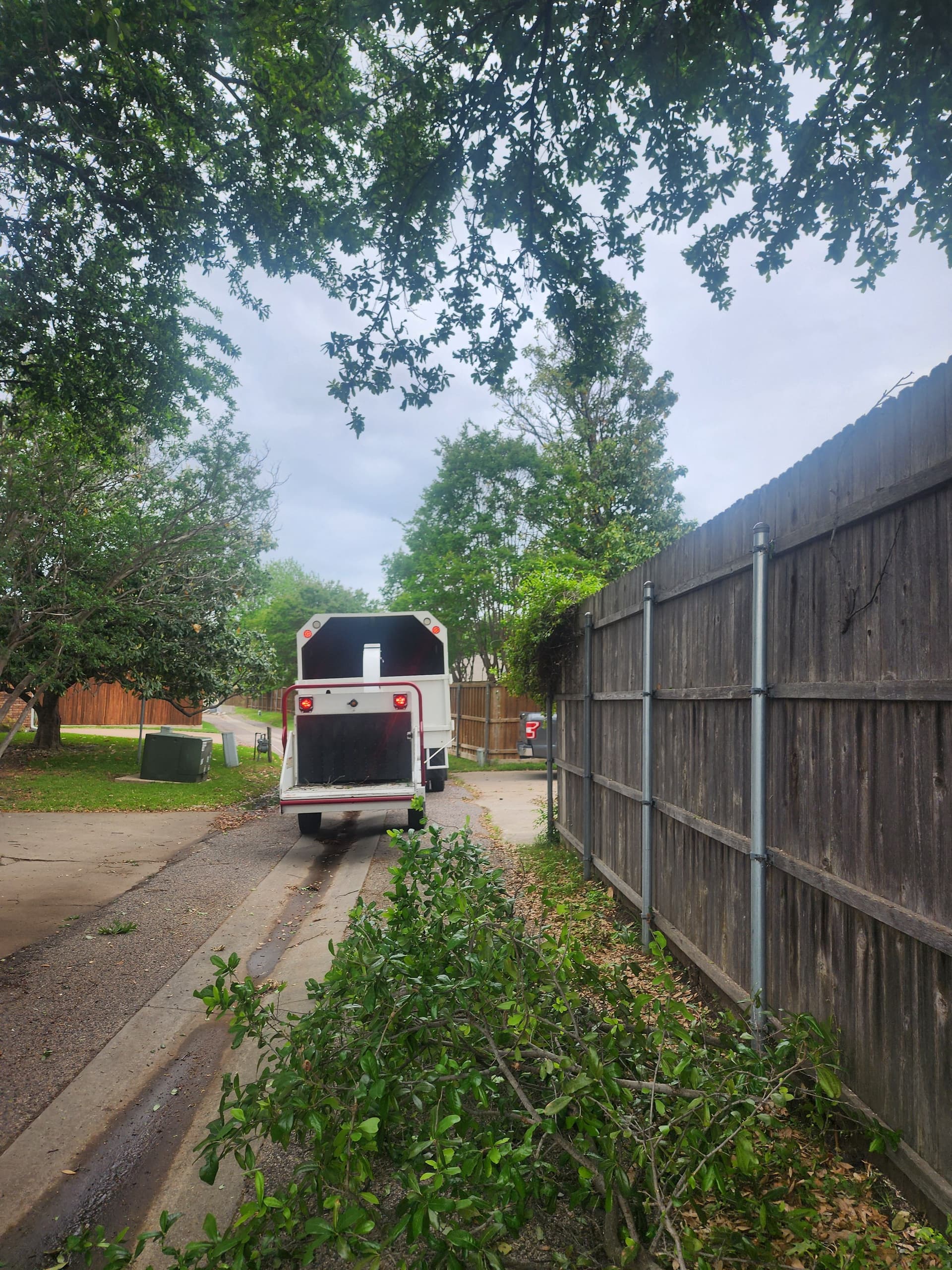 Gallery photos for Two Oak Trees Pruned and Hauled Off Clean: Image #2