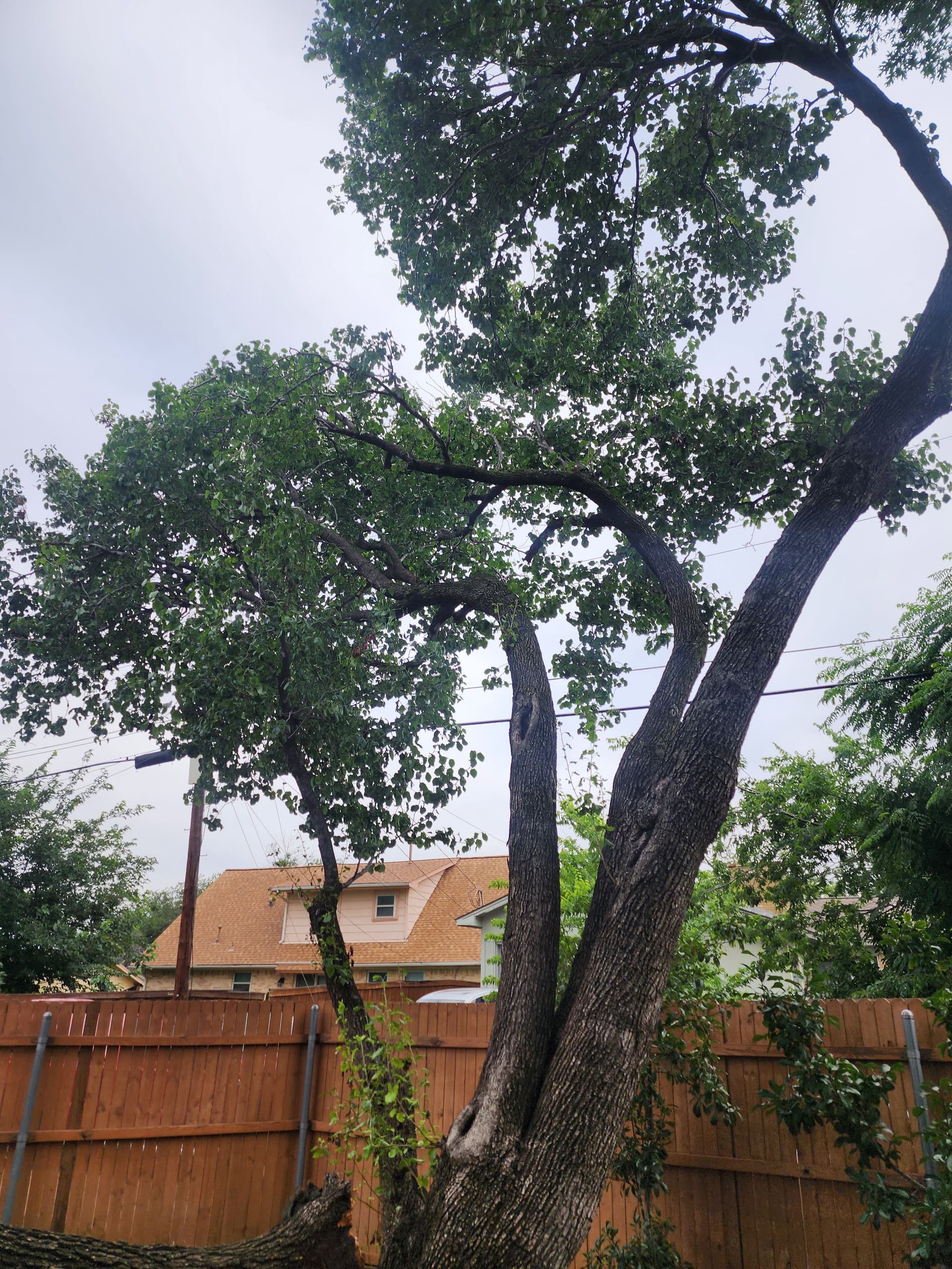 Gallery photos for Storm-Damaged Bradford Pear Tree Removal in Irving: Image #3