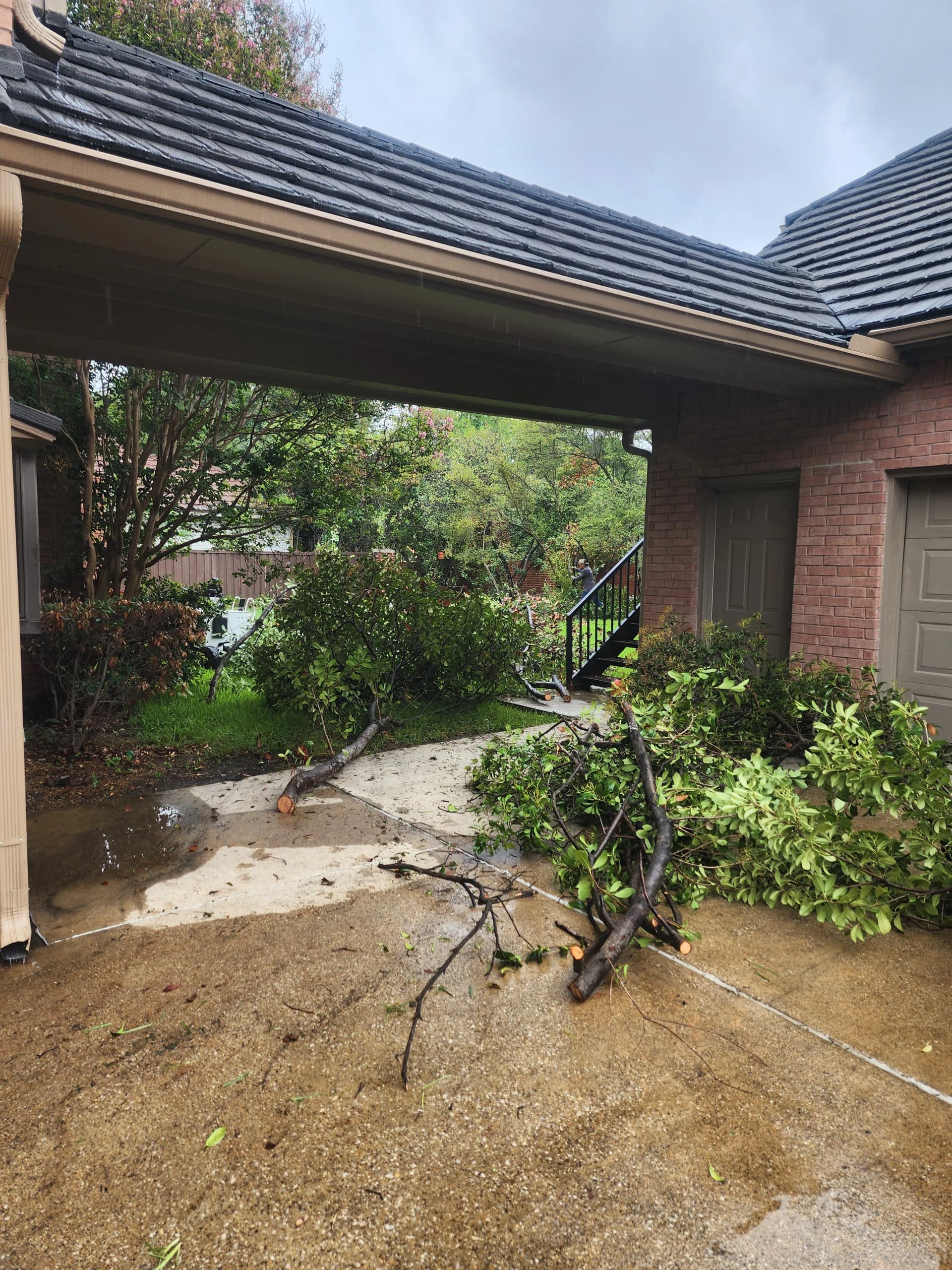 Gallery photos for Storm-Downed Trees and Overgrowth Cleared Down to the Ground: Image #1
