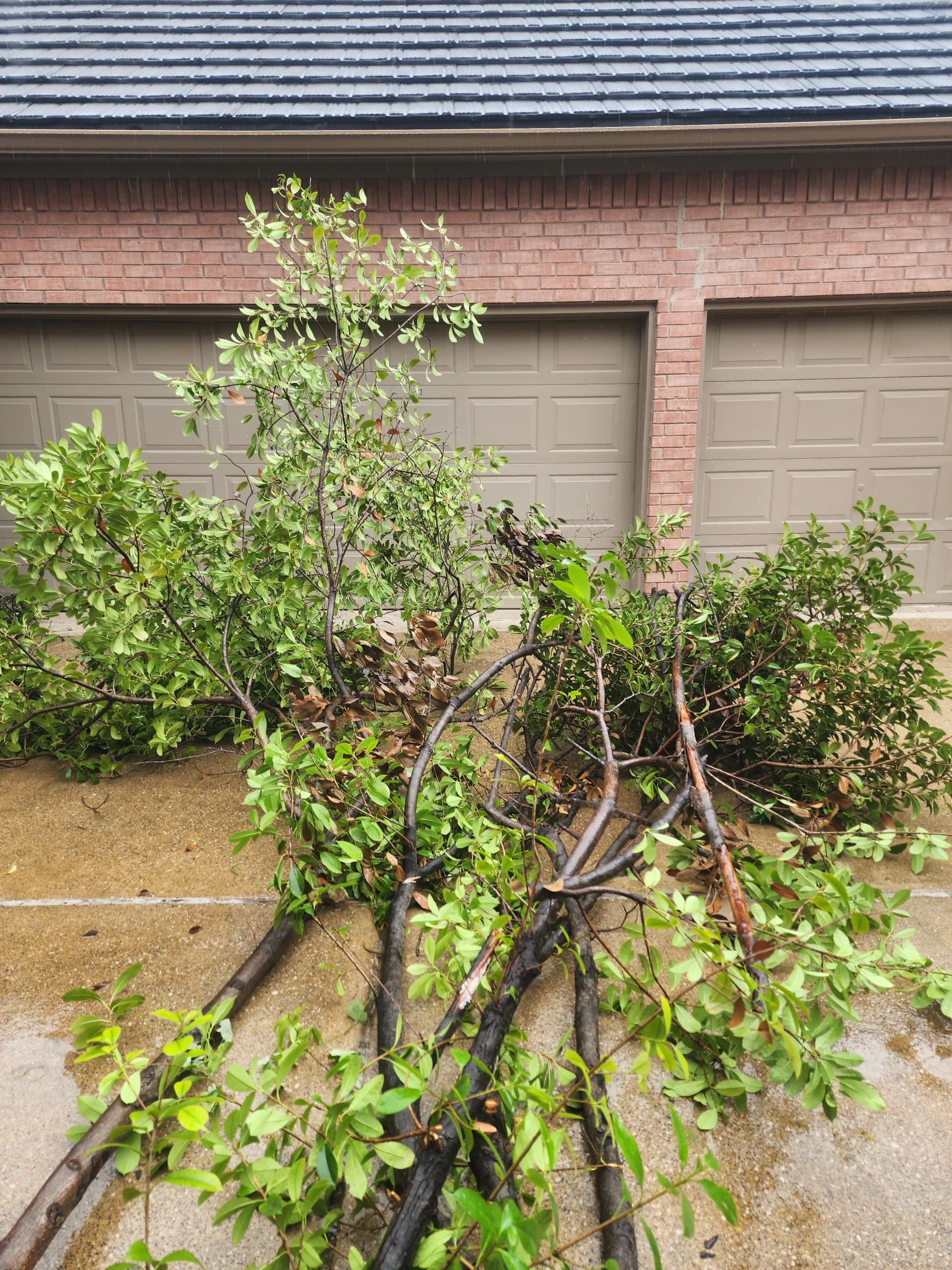 Storm-Downed Trees and Overgrowth Cleared Down to the Ground image