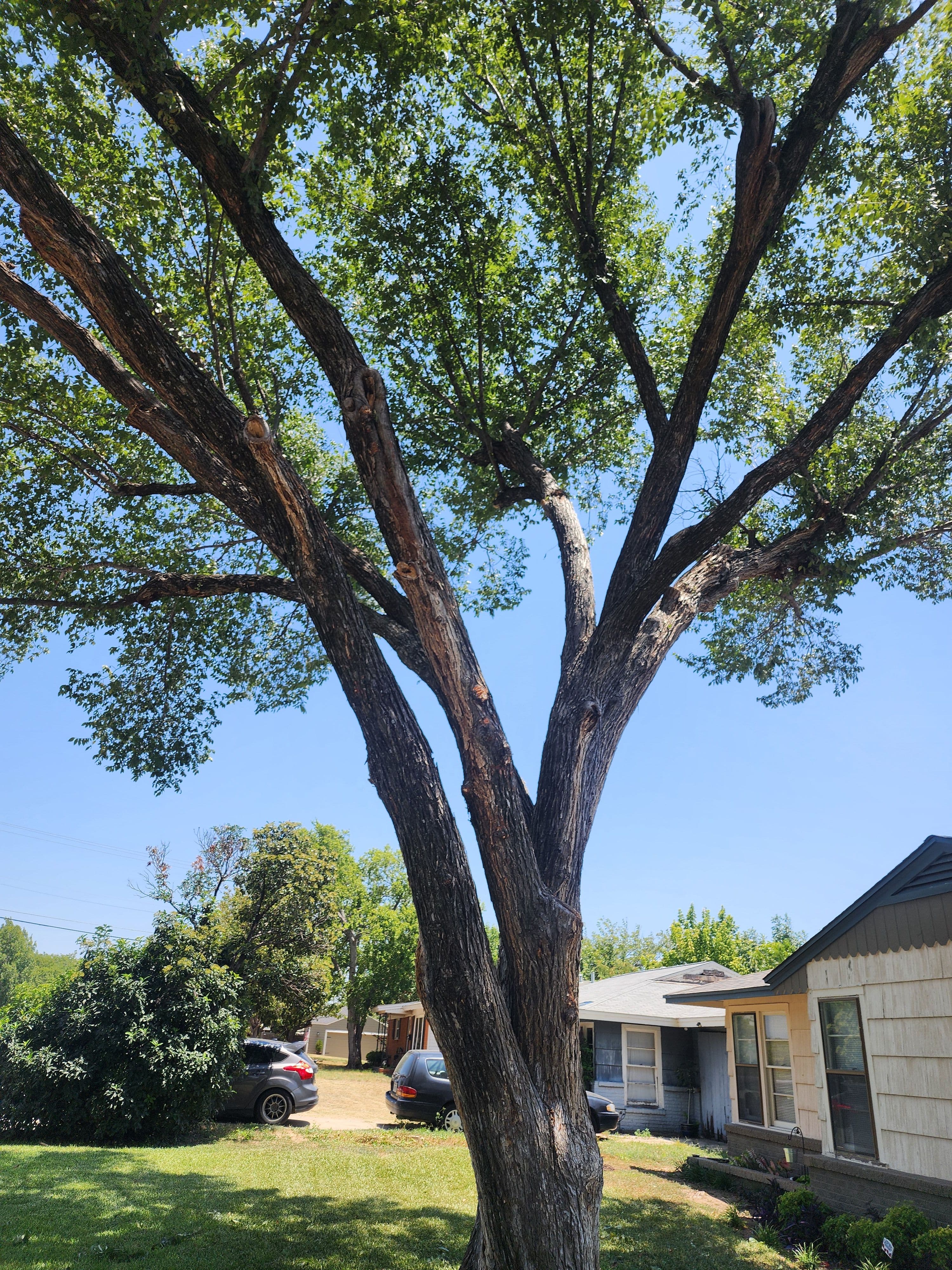 Project Dead Limb Pruning Across 7 Trees in Fort Worth image