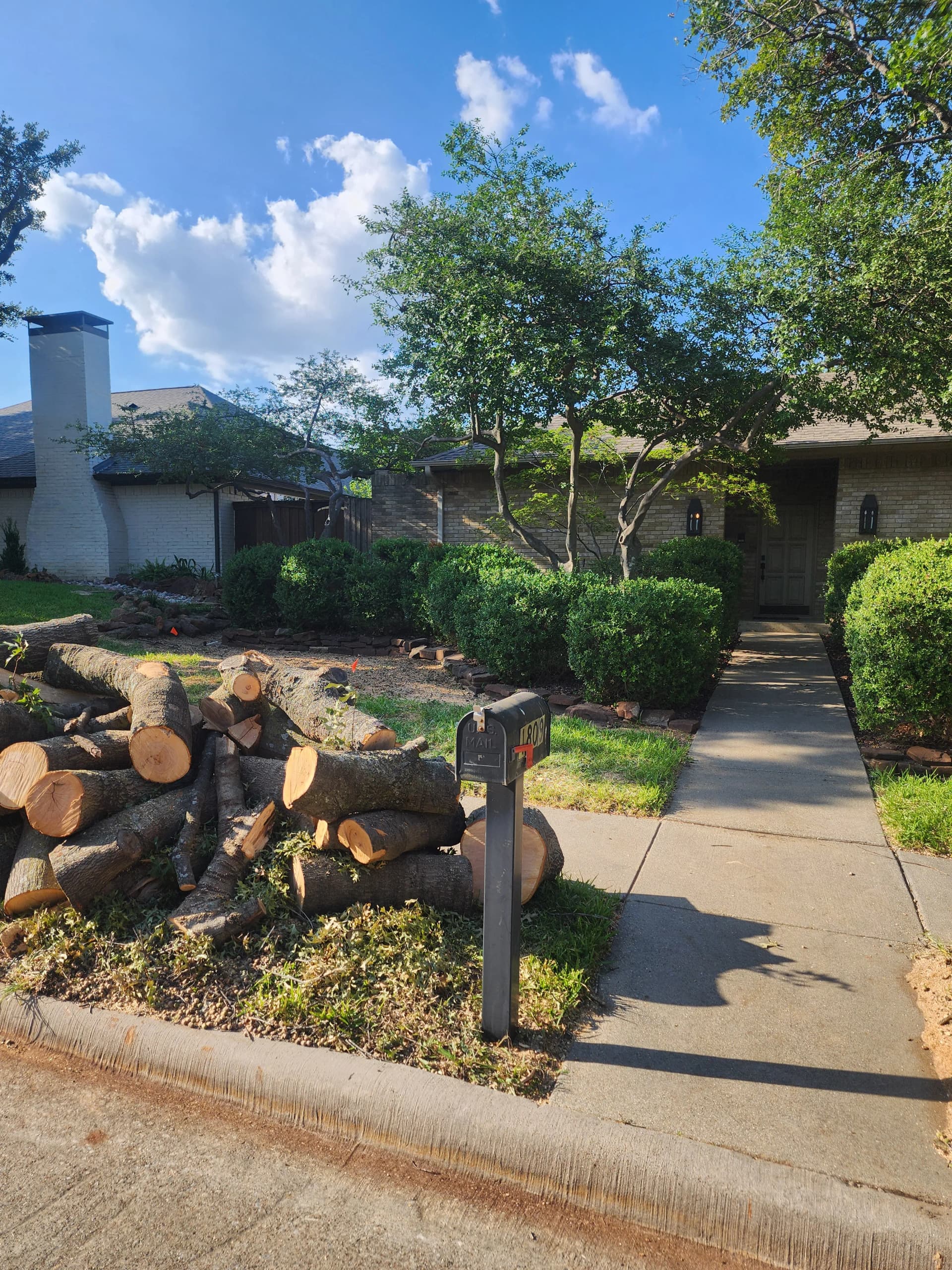 Gallery photos for Large Red Oak Removal and Stump Grinding Done Right: Image #1