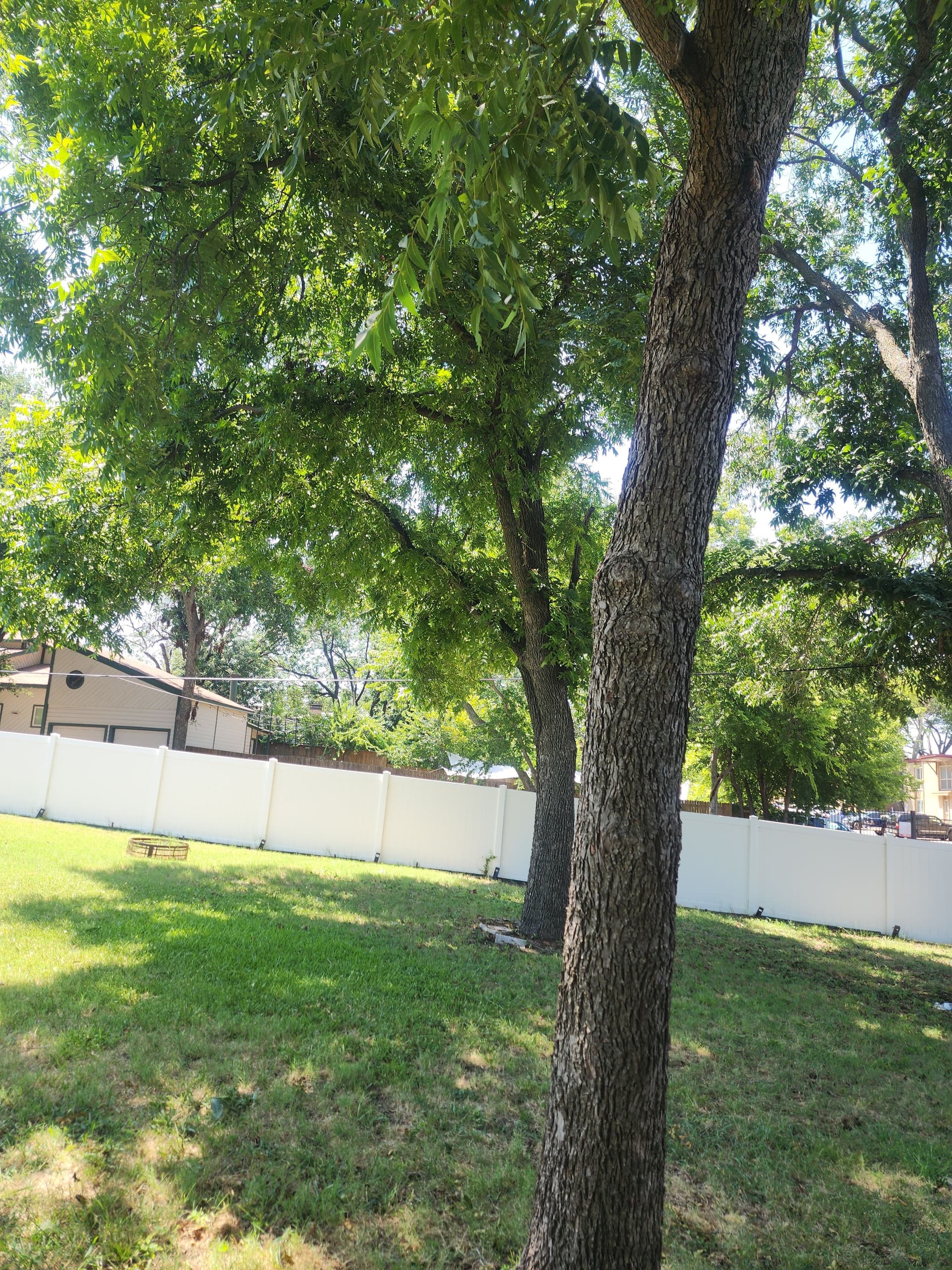 Gallery photos for Dead Limb Pruning Across 7 Trees in Fort Worth: Image #3