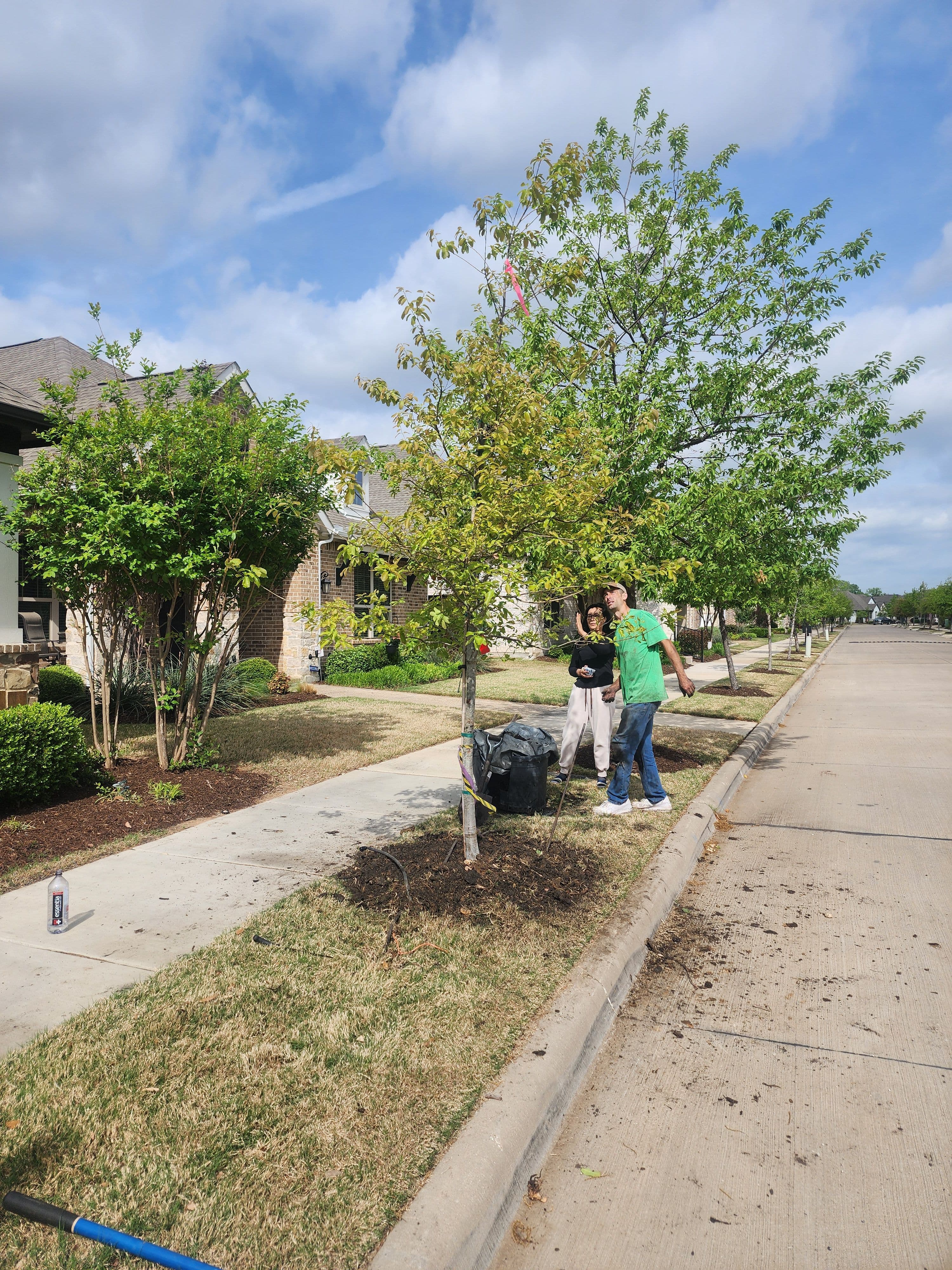 Project Monterrey Oak Planting in Arlington Texas image