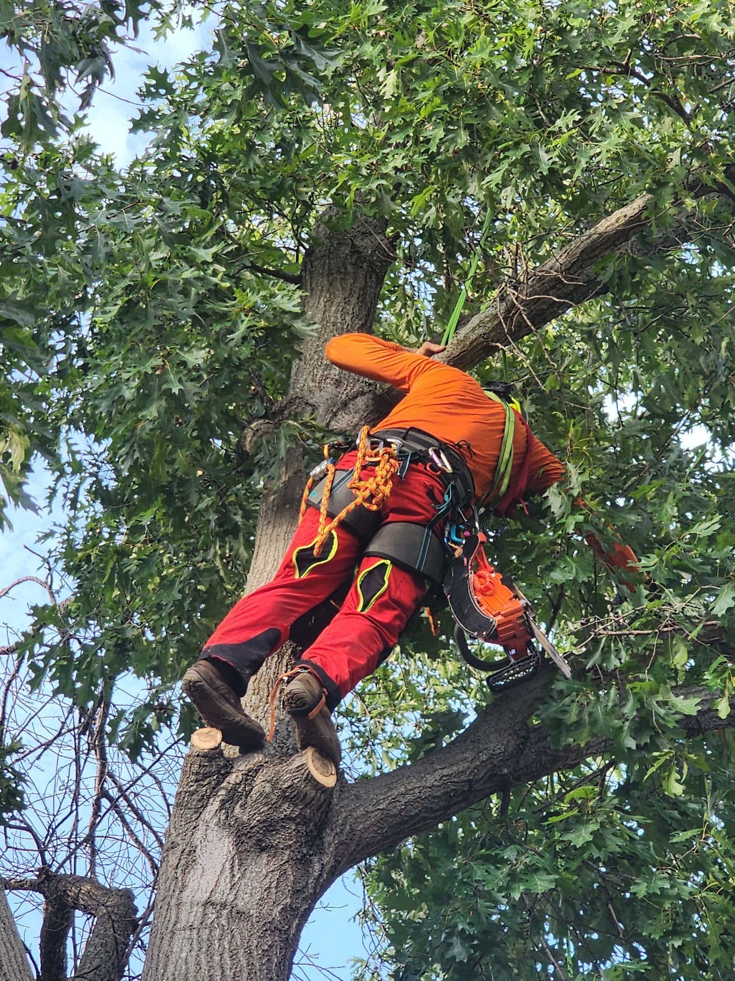 Gallery photos for Professional Tree Trimming Services in Fort Worth: Image #2