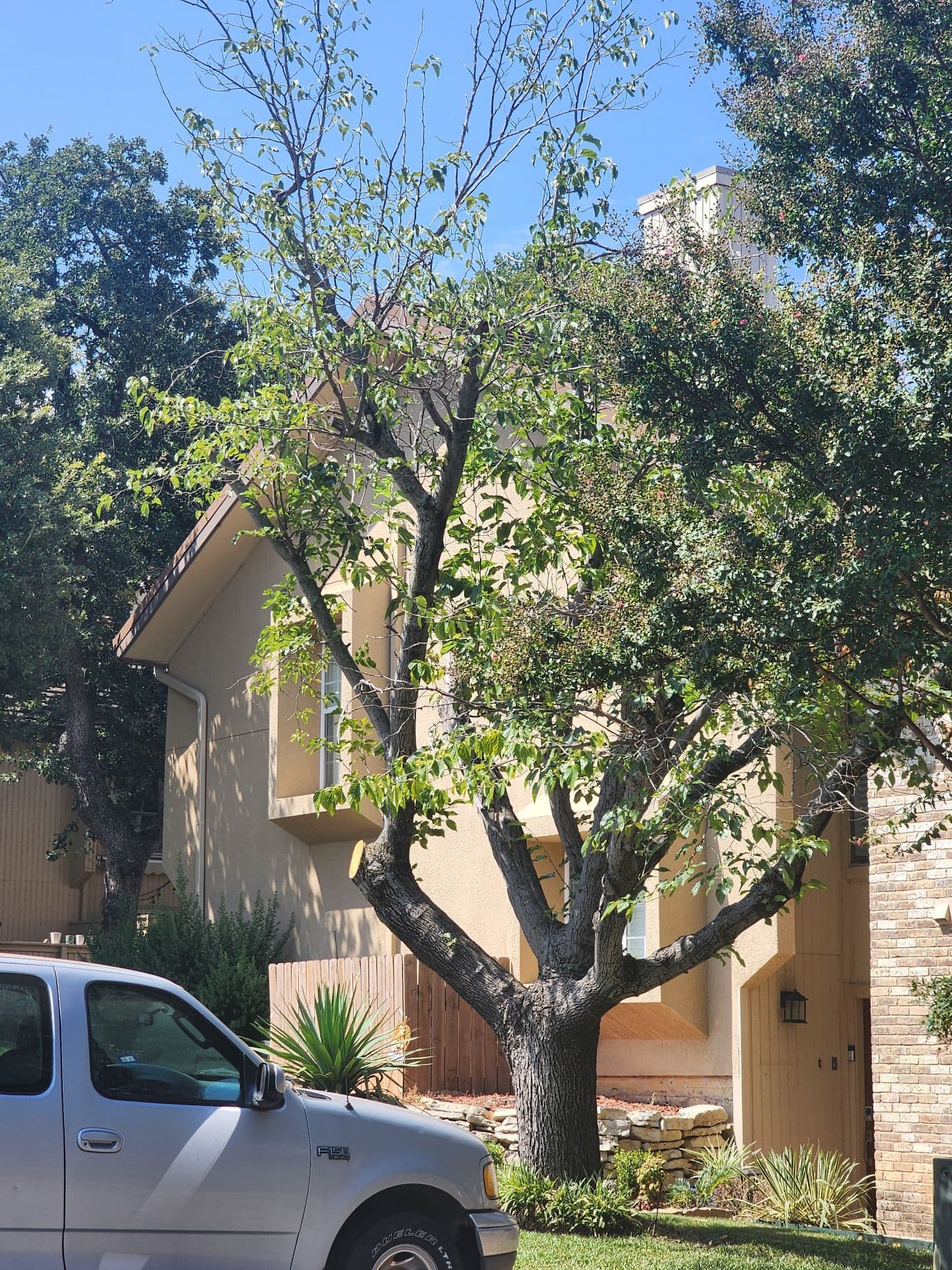 Project Professional Tree Trimming Services in Fort Worth image
