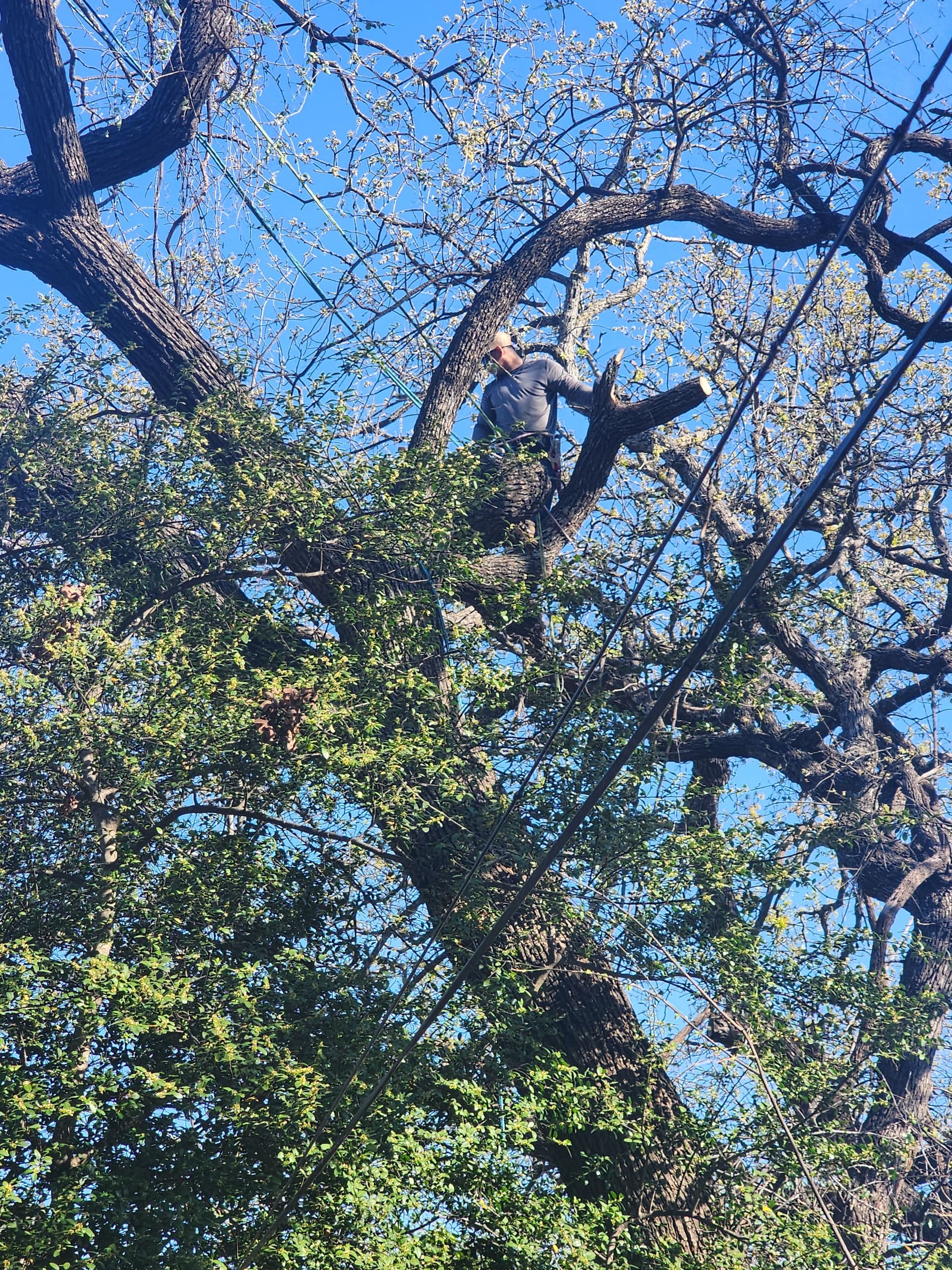 Gallery photos for Tree Trimming Expertise in Fort Worth and Haltom City: Image #1