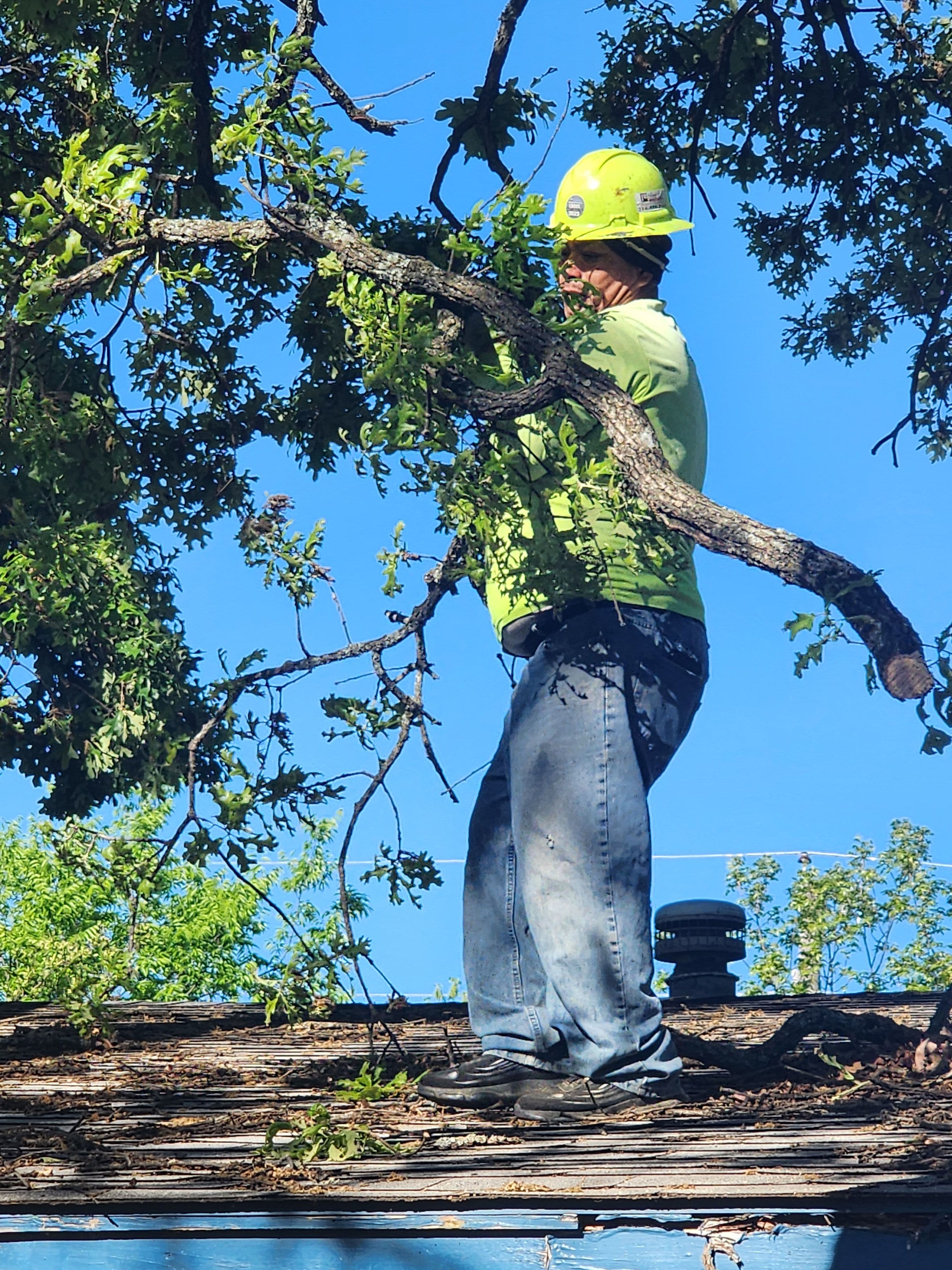 Project Pruning Overhanging Limbs Right Off a Roof image