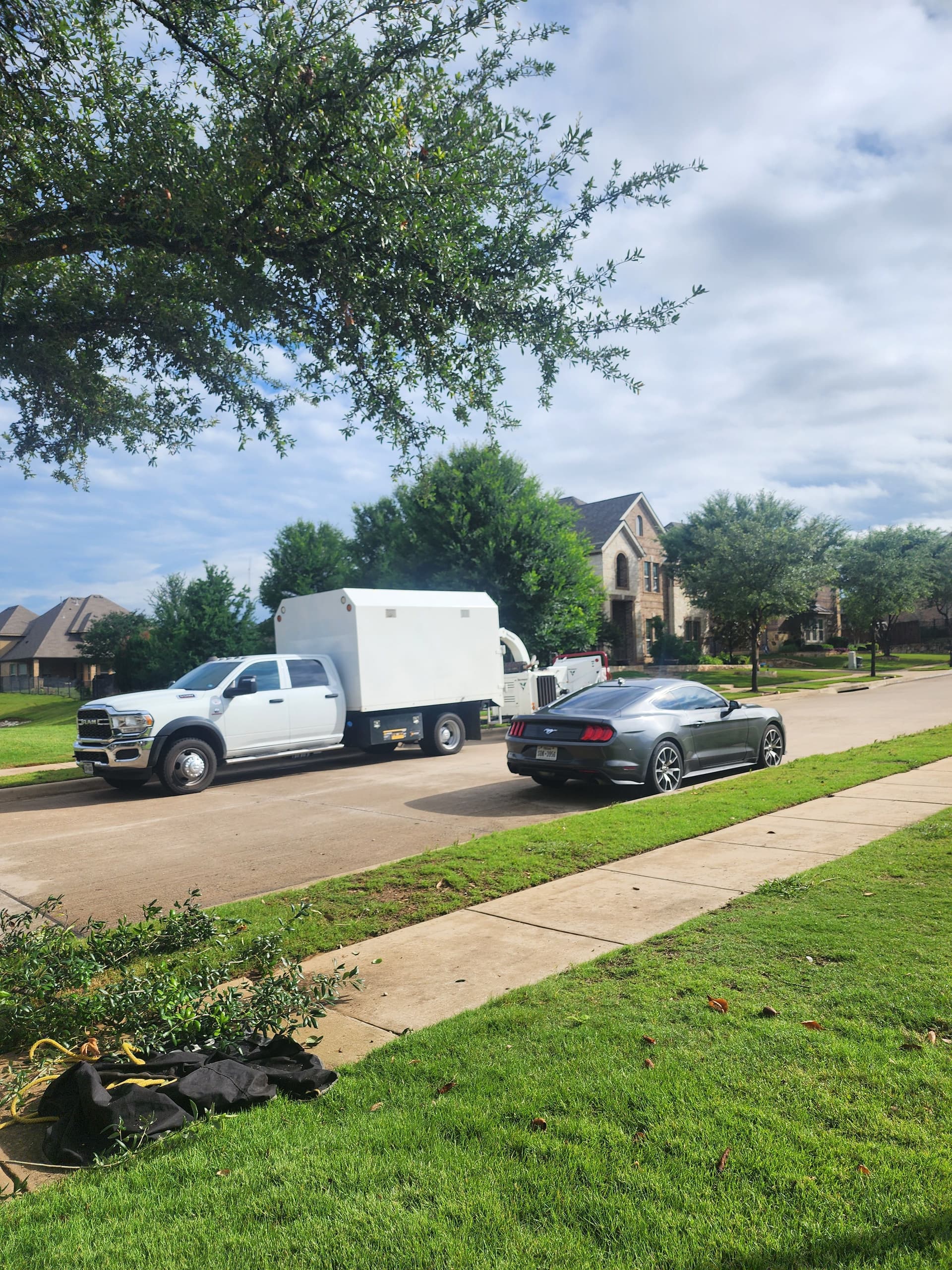 Gallery photos for Live Oak Pruning Done Right in Fort Worth: Image #1