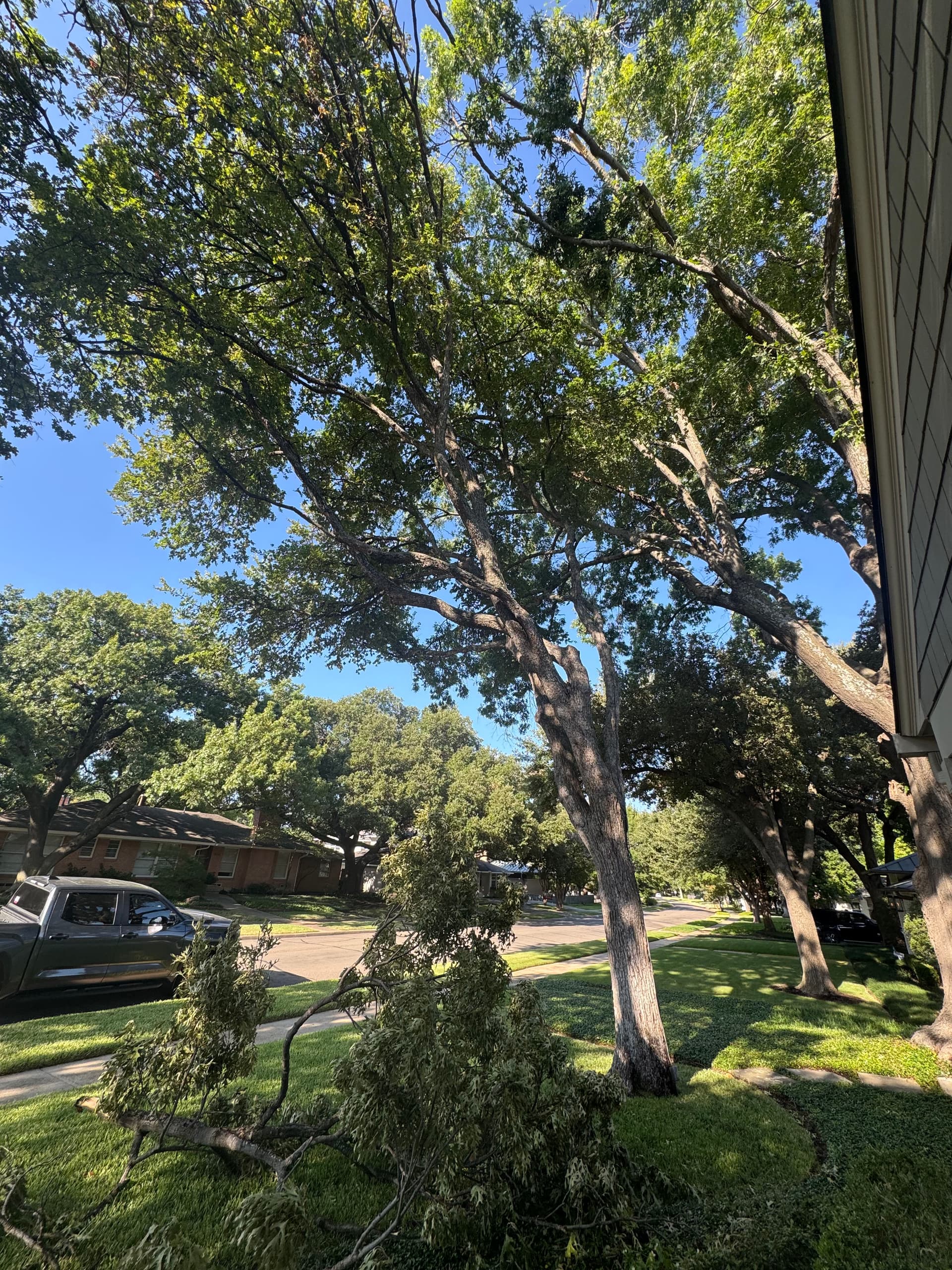 Gallery photos for Storm Damaged Branch Removed and Yard Cleared Clean: Image #2