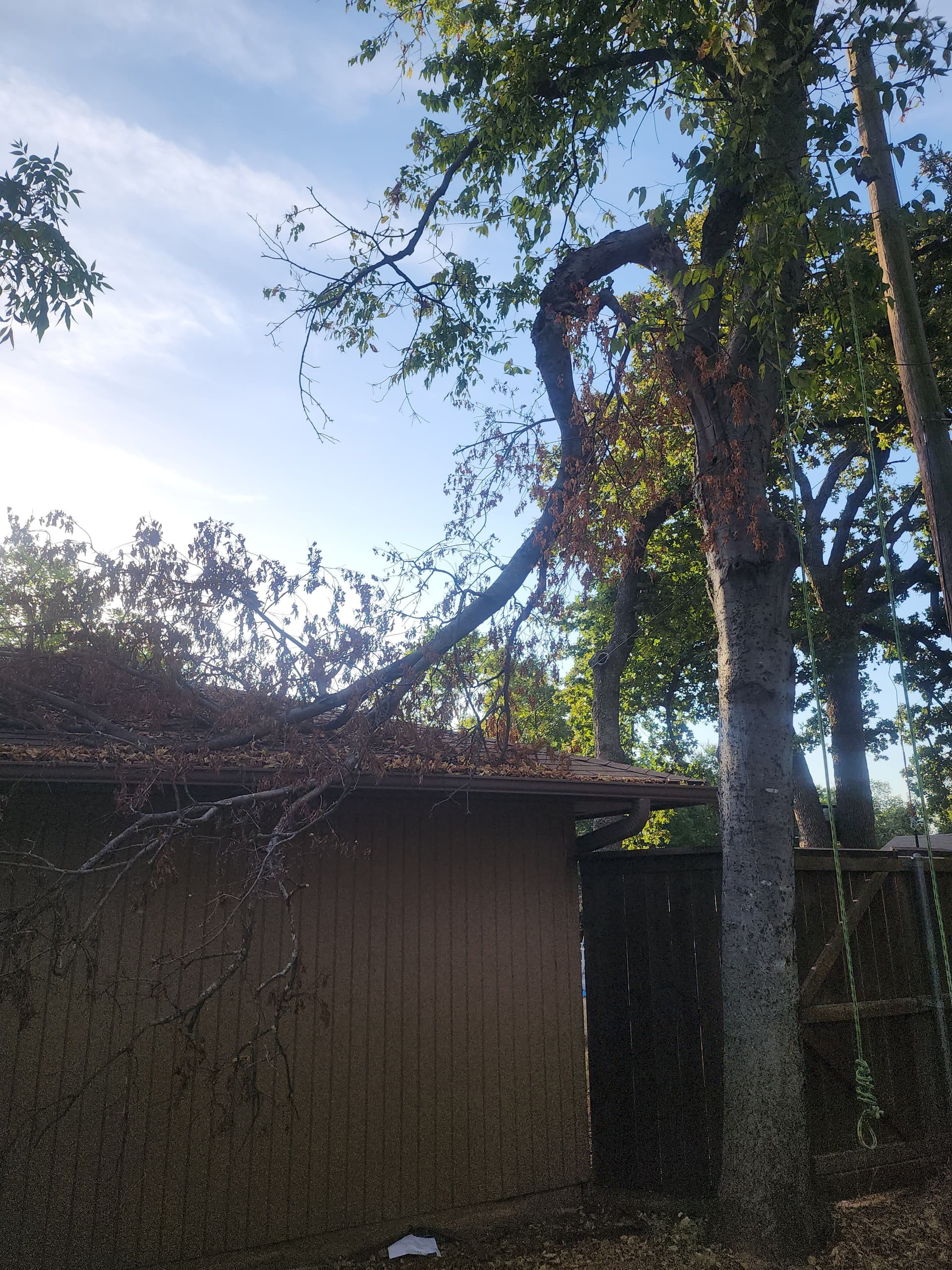 Gallery photos for Storm-Broken Limb Lands on a Roof - Here's How We Handled It: Image #1