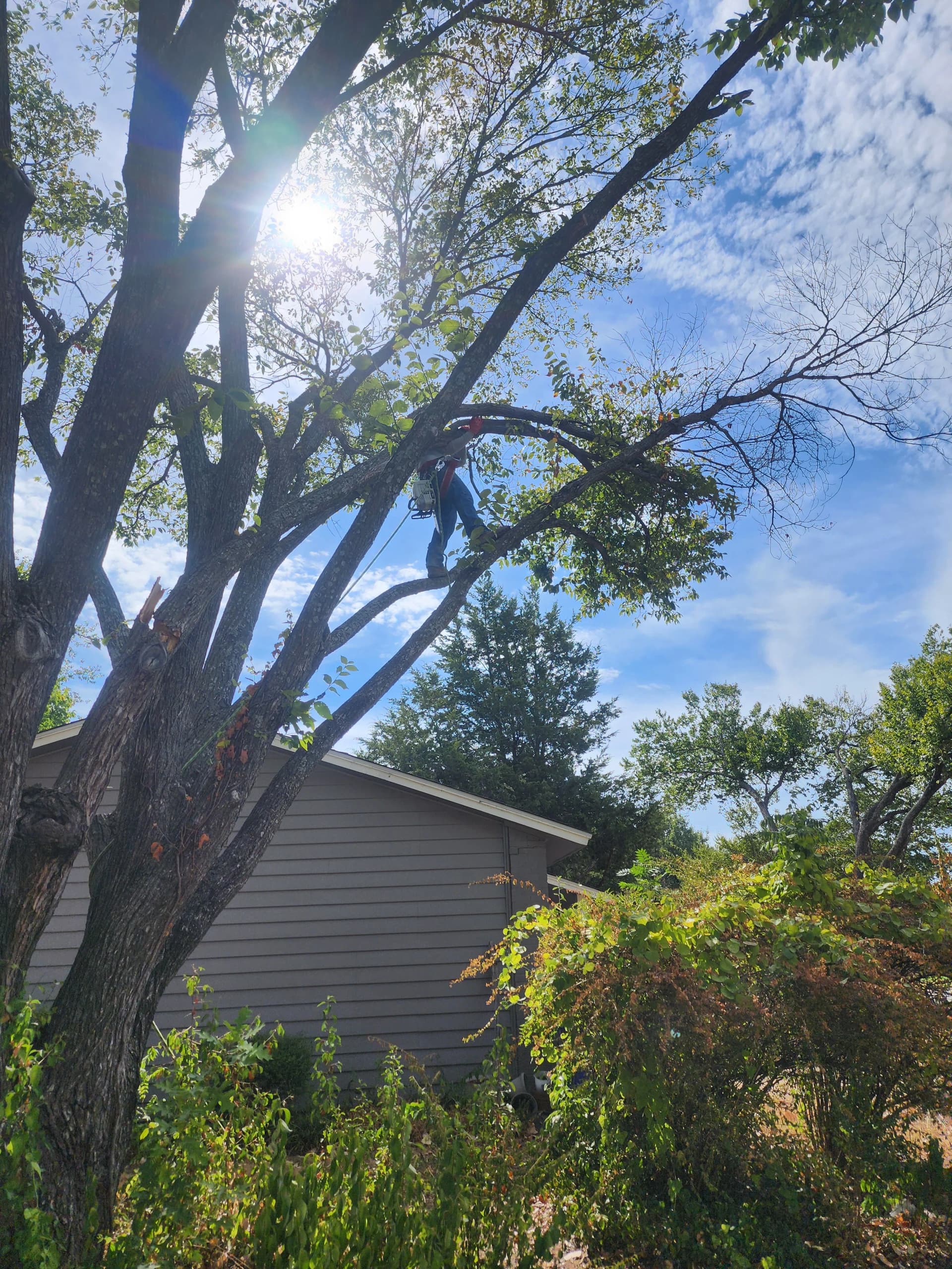 Gallery photos for Damaged Elm Limbs Hanging Over a Roof - Here's What We Did: Image #2