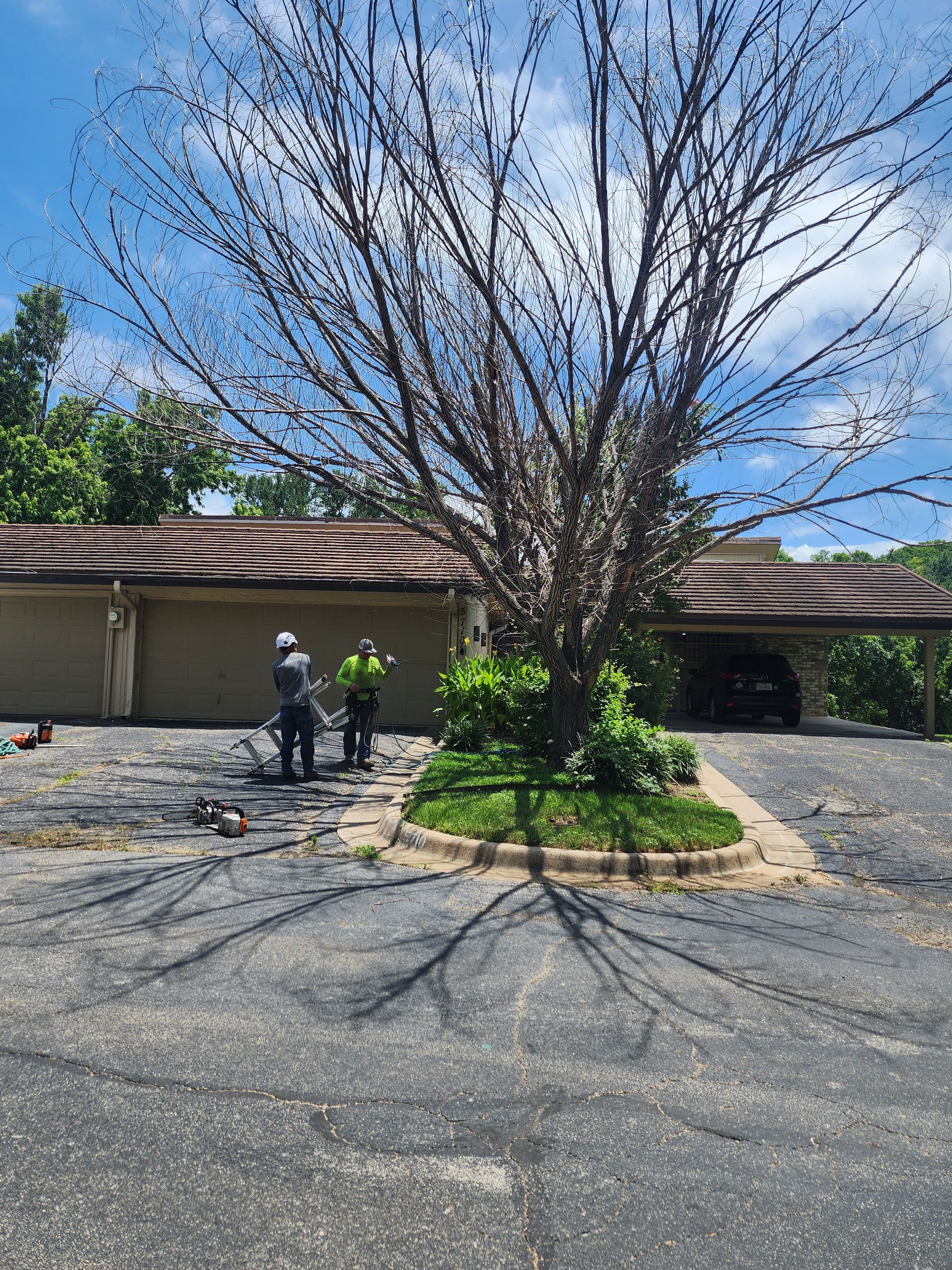 Project 3 Trees Removed, 3 Stumps Ground - Property Left Clean image