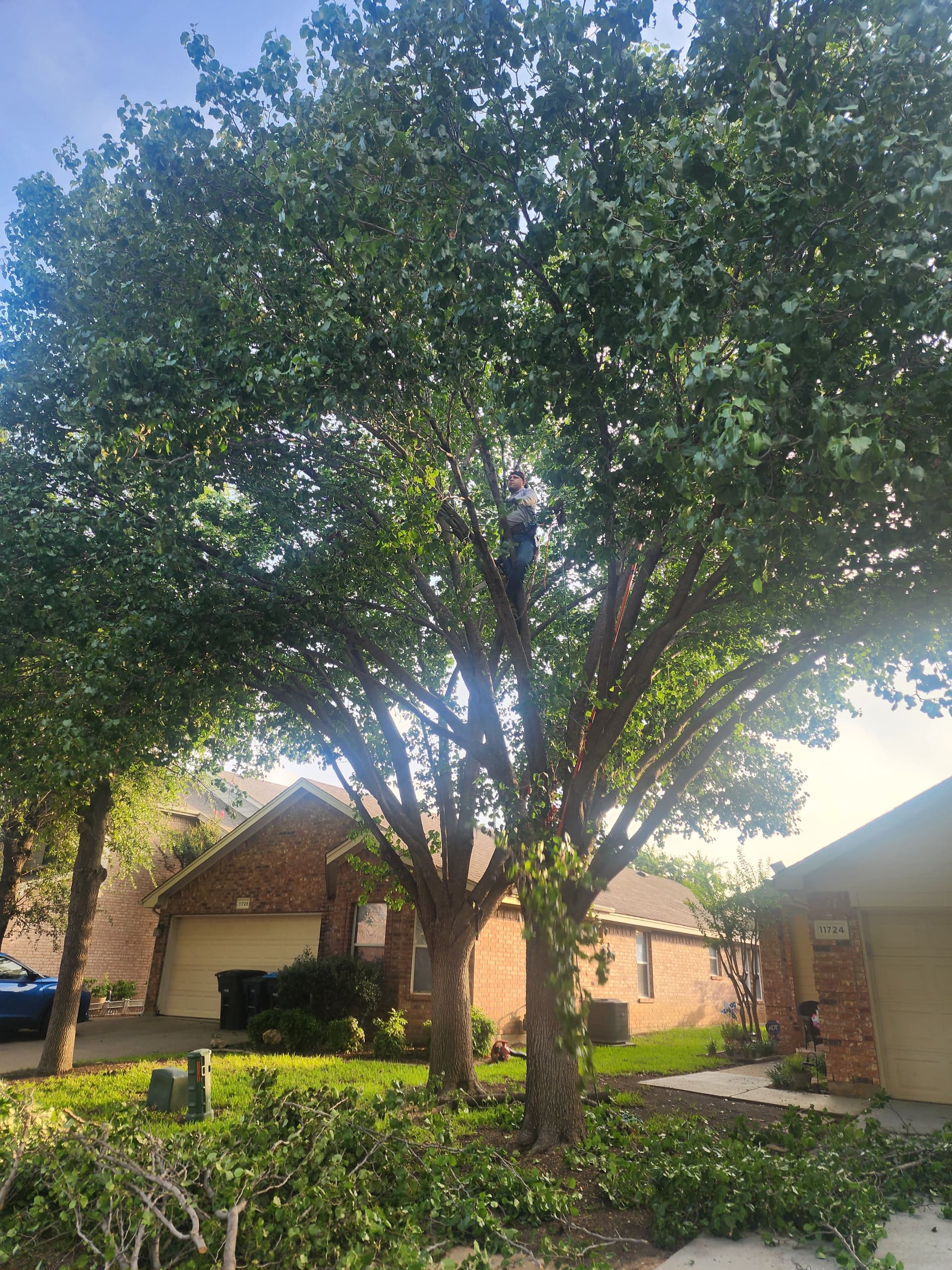 Bradford Pear Tree Trimming in Fort Worth image