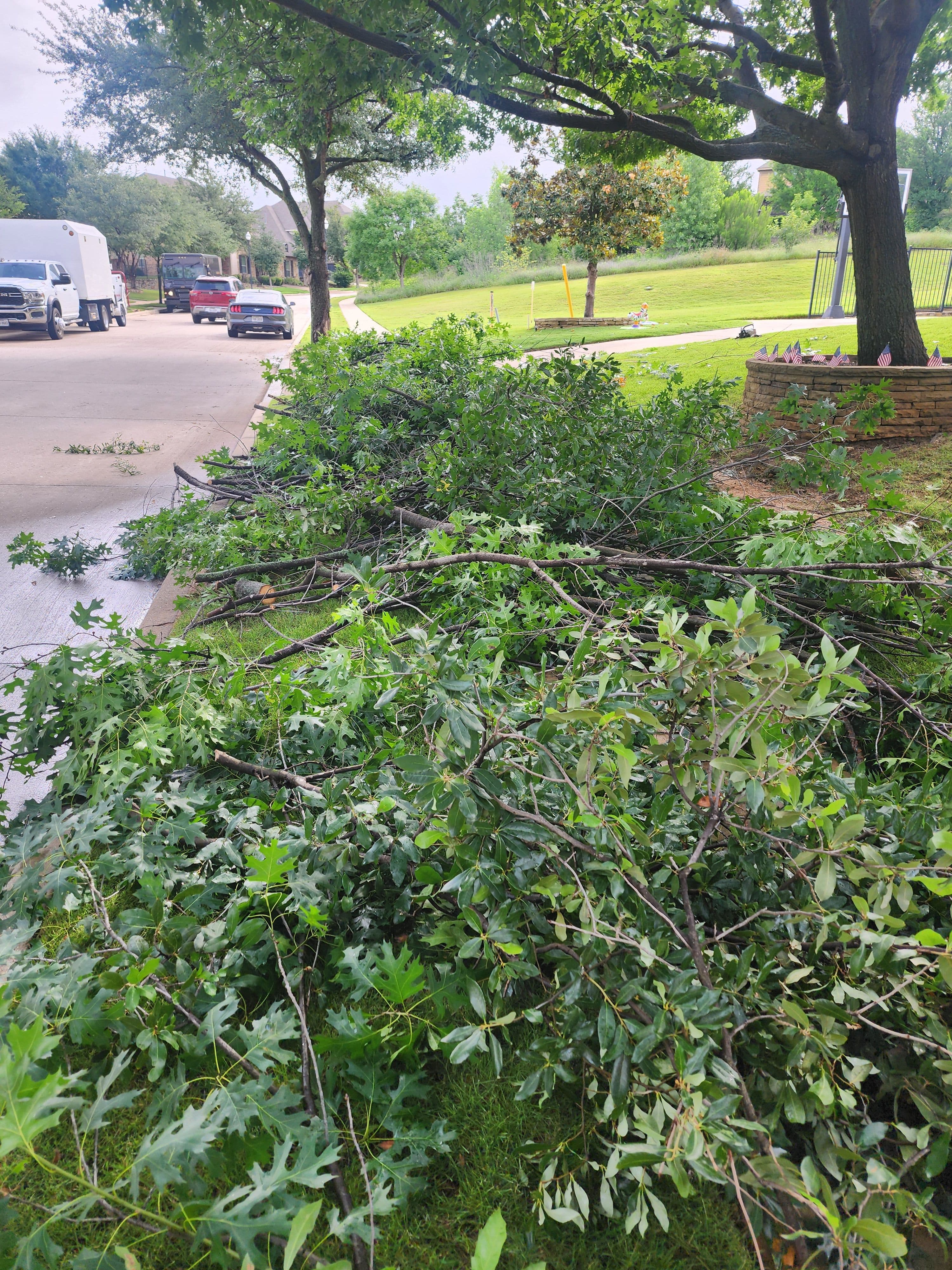 Project Live Oak Pruning Done Right in Fort Worth image