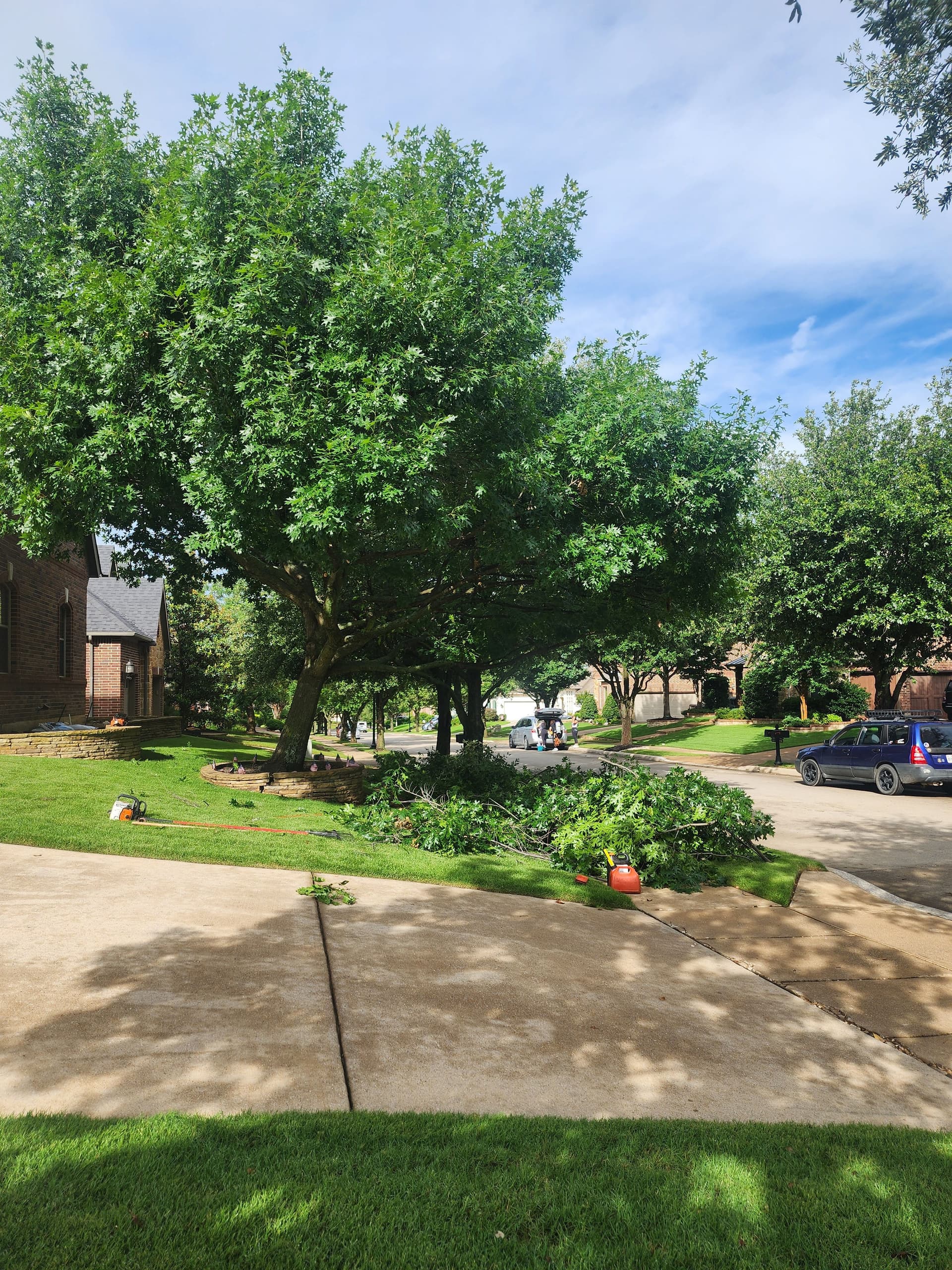 Gallery photos for Live Oak Pruning Done Right in Fort Worth: Image #2