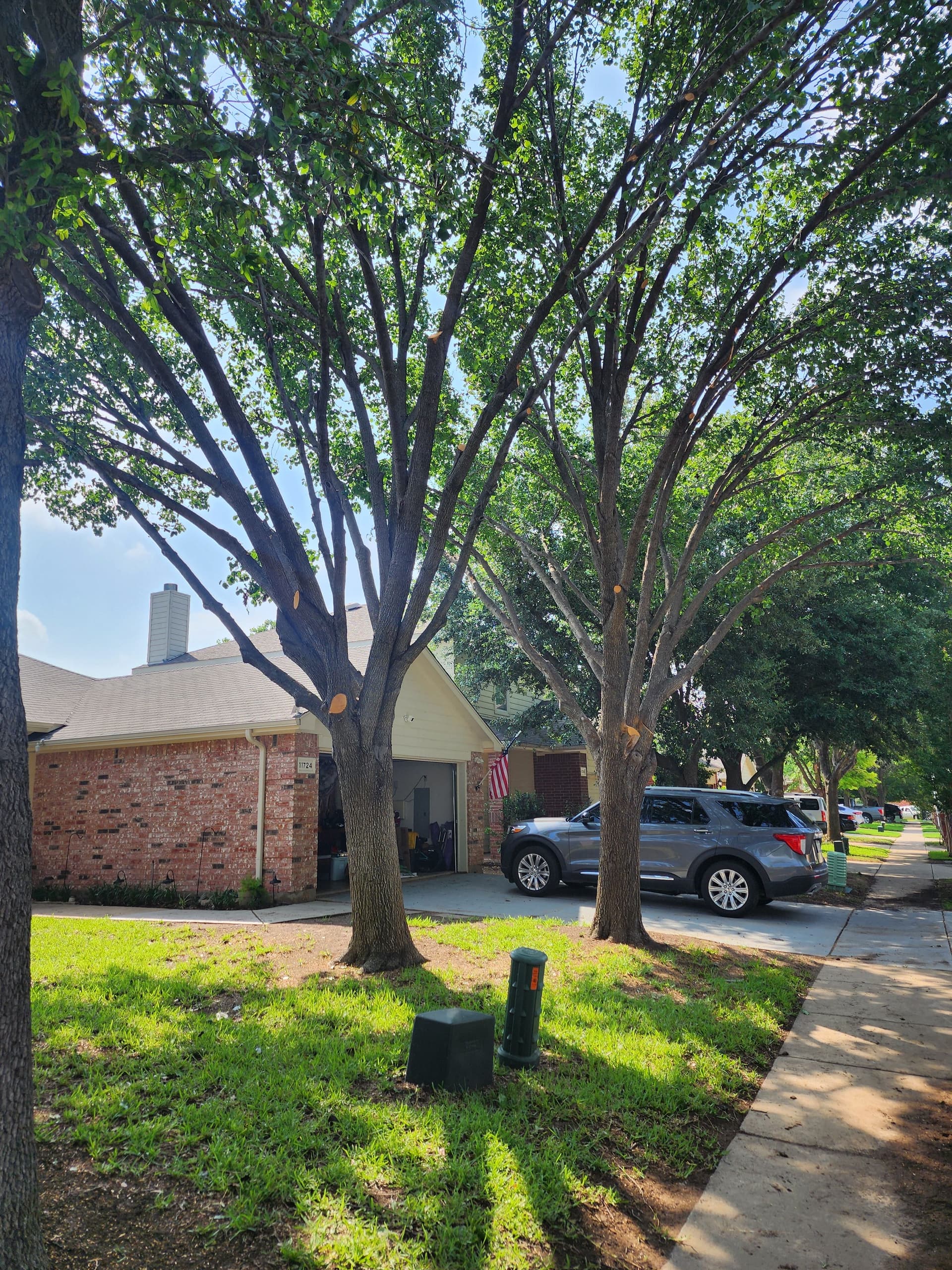 Gallery photos for Bradford Pear Tree Trimming in Fort Worth: Image #2