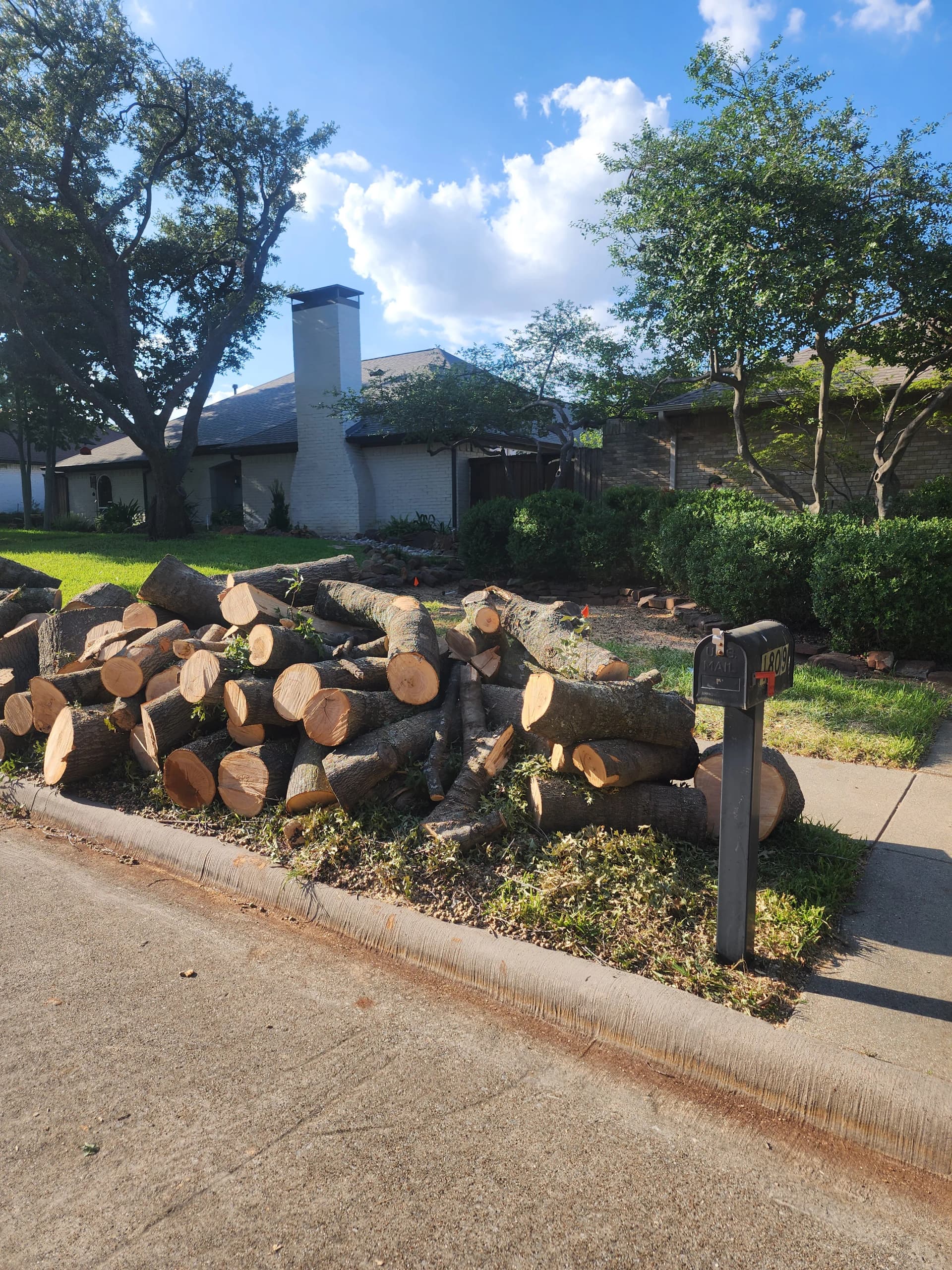 Gallery photos for Large Red Oak Removal and Stump Grinding Done Right: Image #2