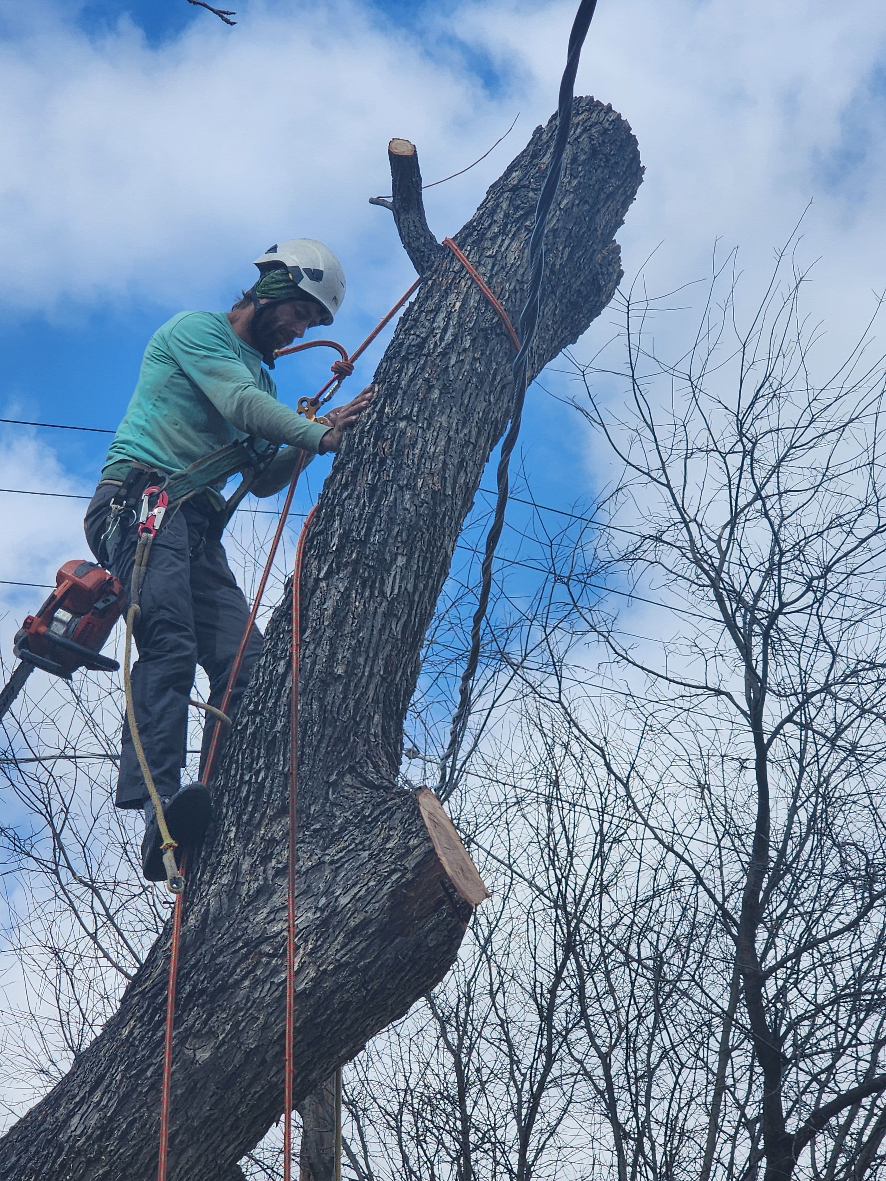 Project Precision Tree Care in Action image
