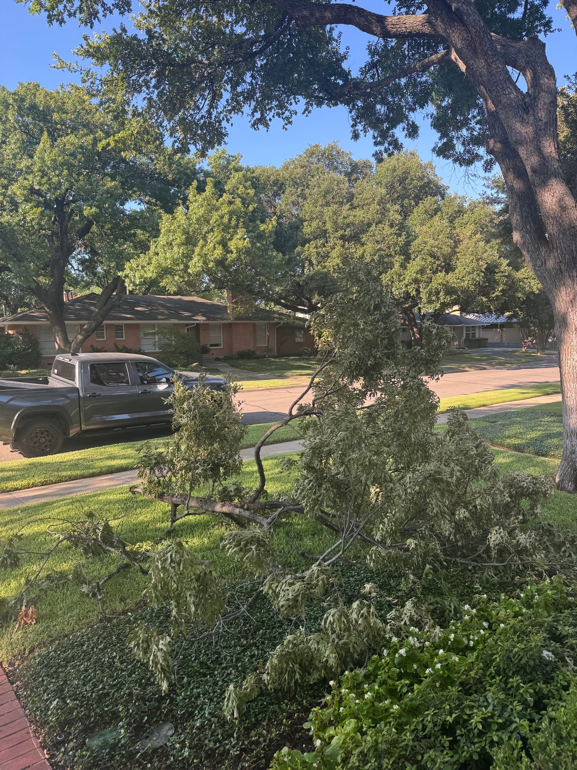 Gallery photos for Storm Damaged Branch Removed and Yard Cleared Clean: Image #1