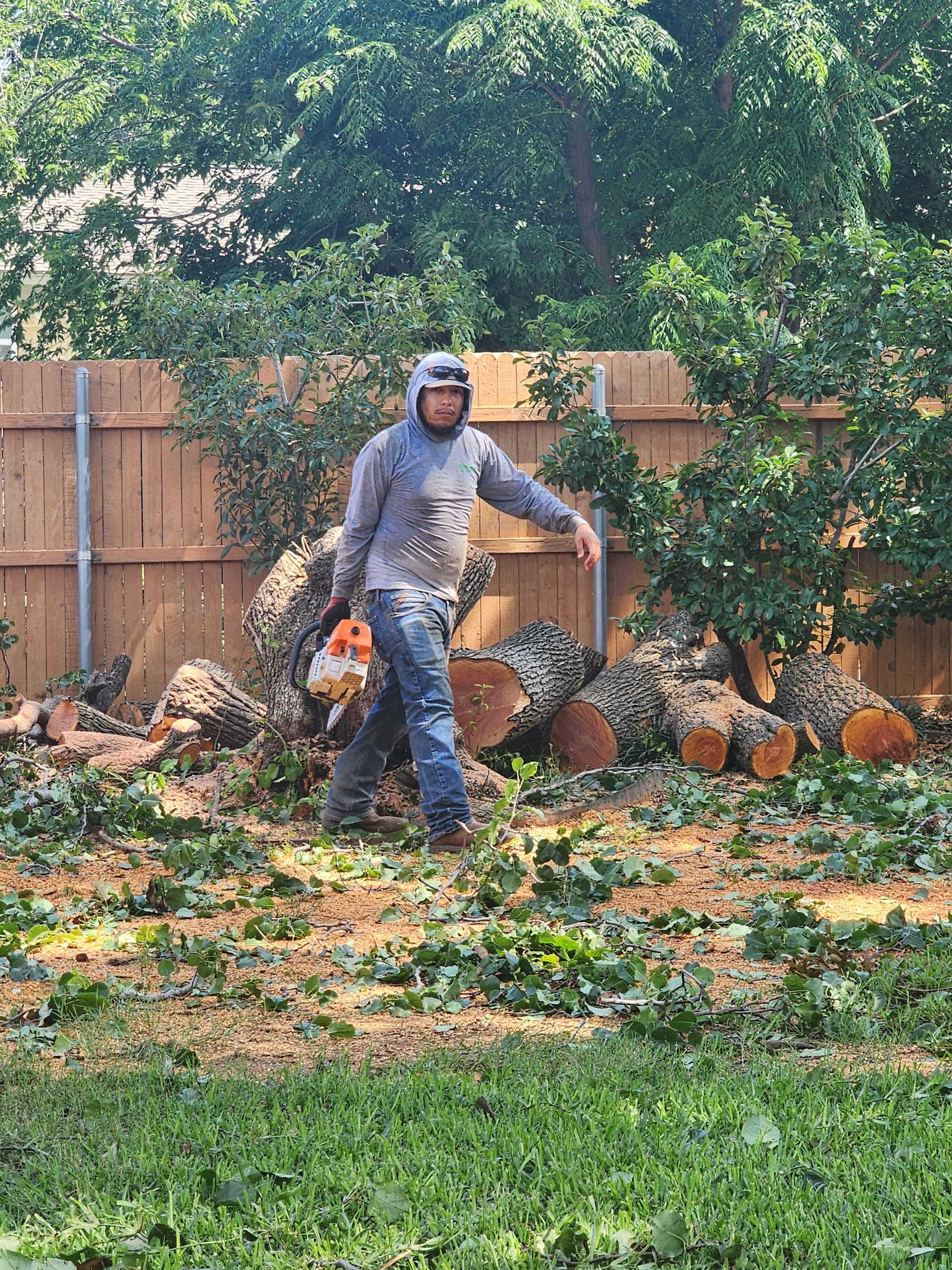 Gallery photos for Storm-Damaged Bradford Pear Tree Removal in Irving: Image #1