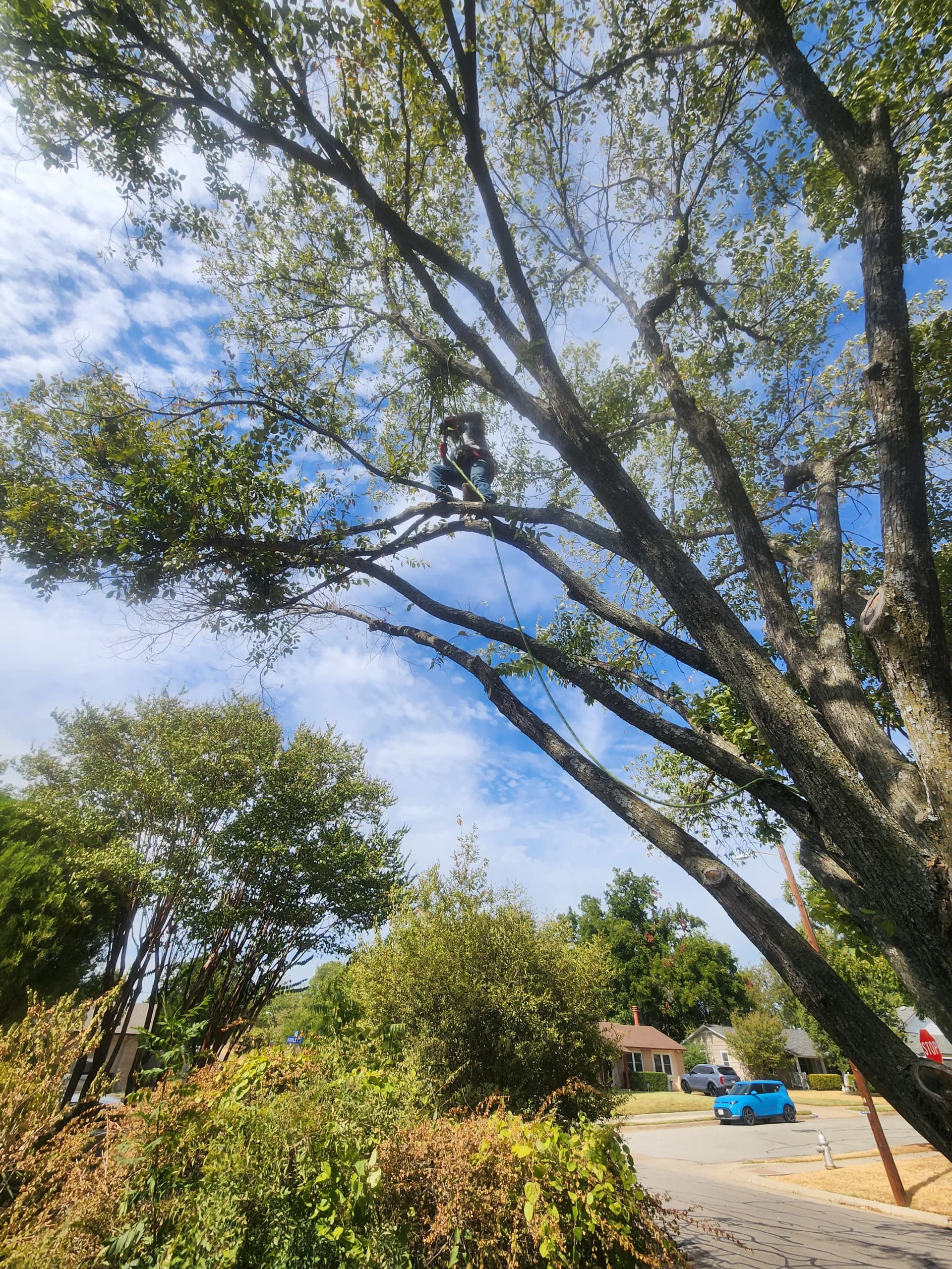Gallery photos for Damaged Elm Limbs Hanging Over a Roof - Here's What We Did: Image #1