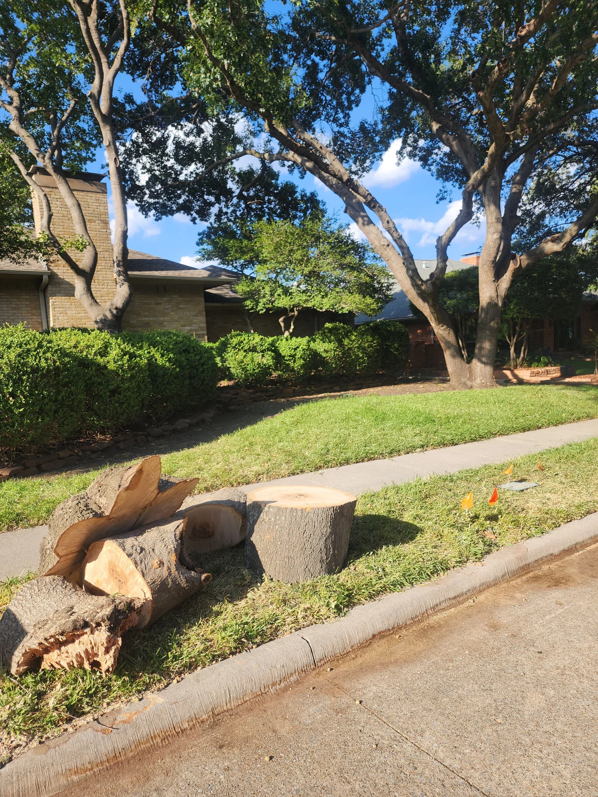 Large Red Oak Removal and Stump Grinding Done Right image