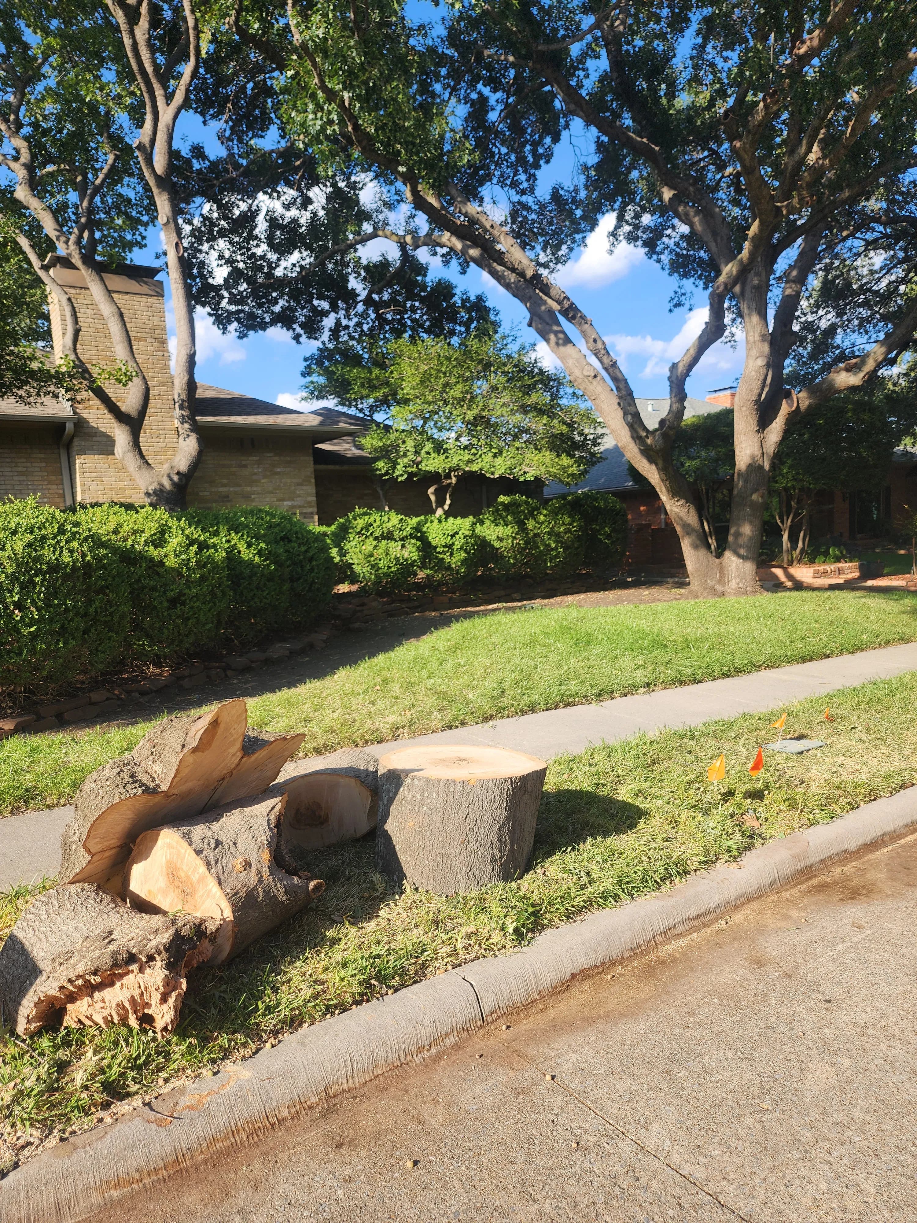 Project Large Red Oak Removal and Stump Grinding Done Right image