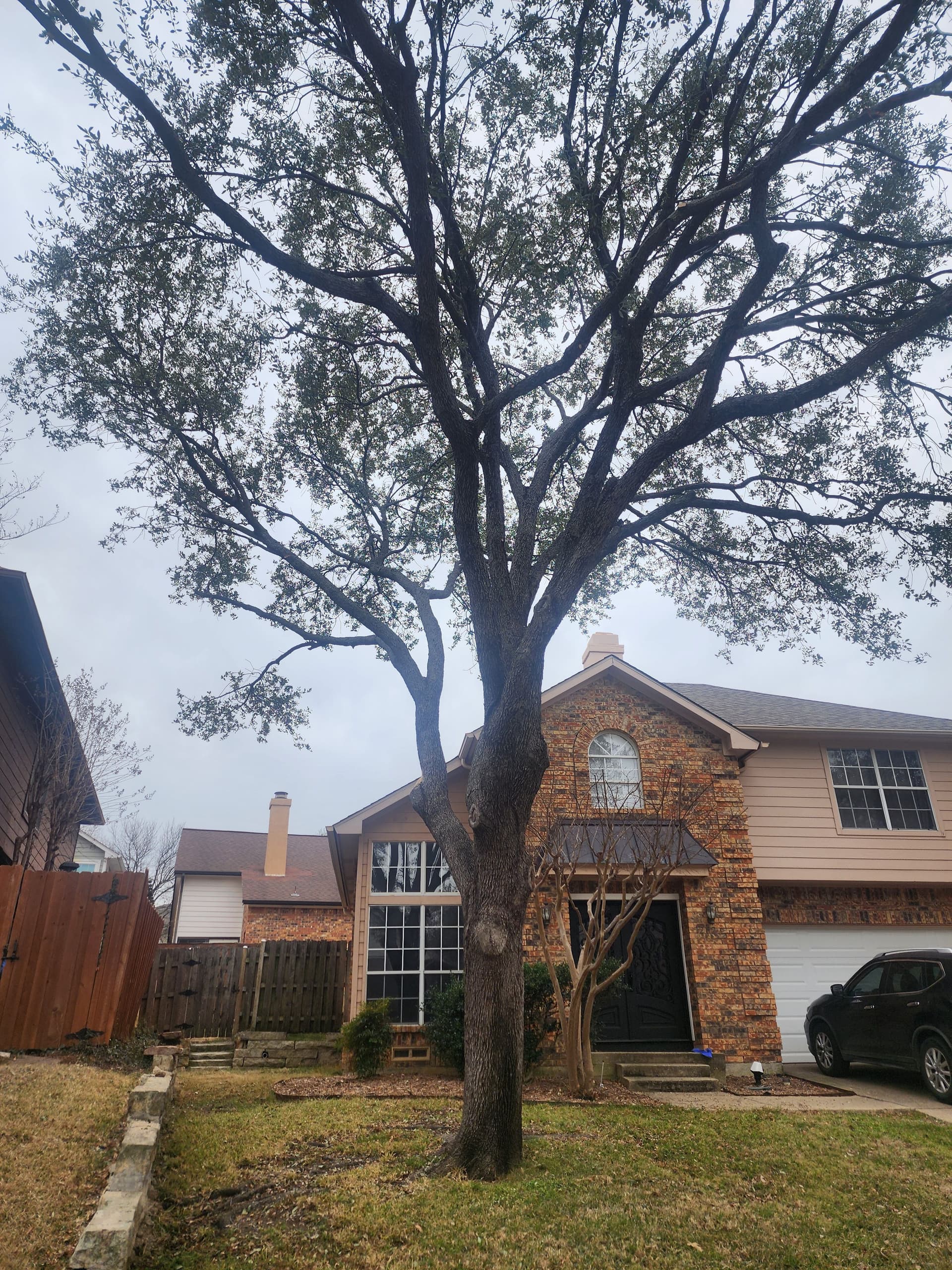 Gallery photos for Tree Trimming Mastery in Irving TX: Image #3