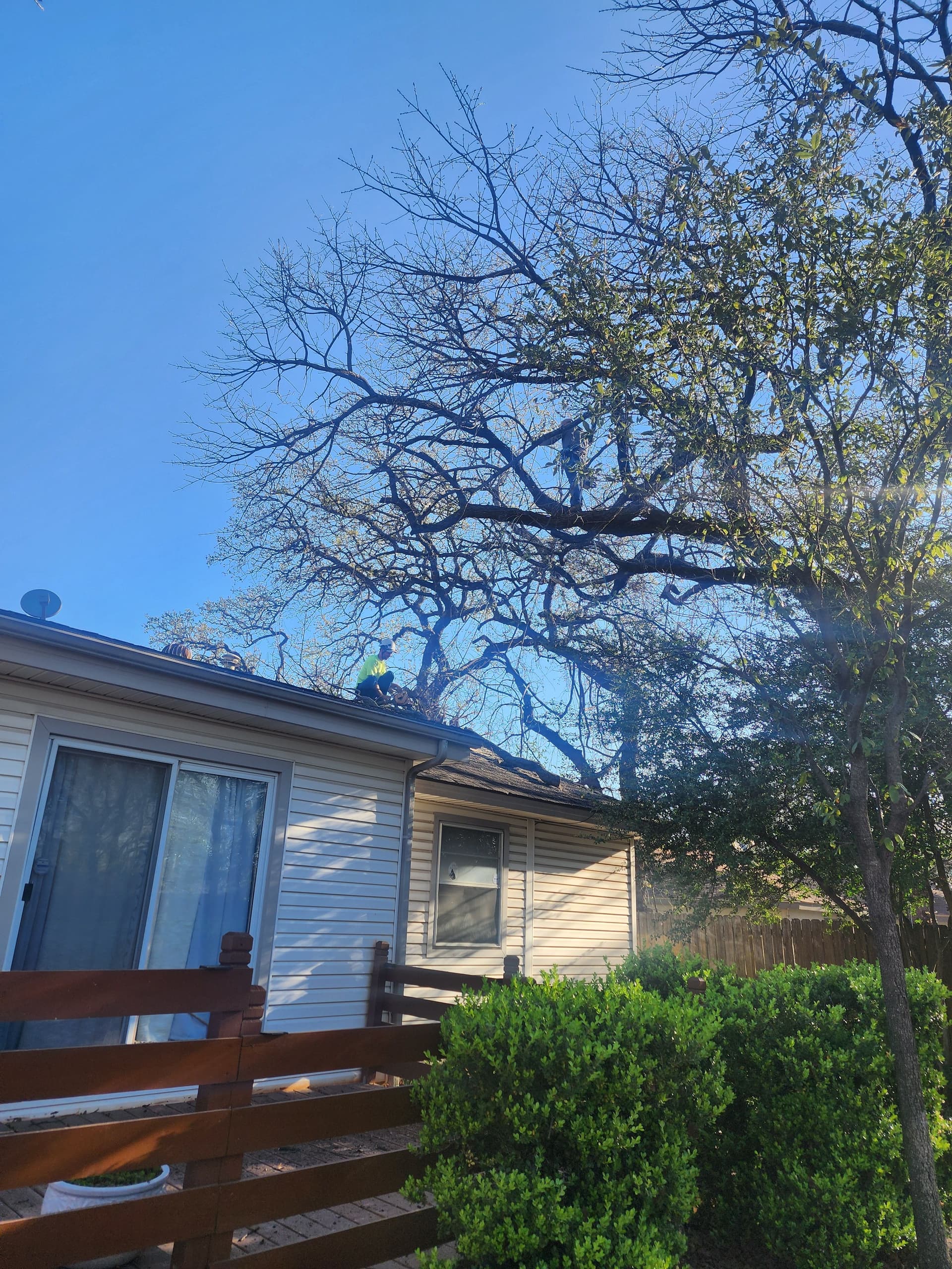 Gallery photos for Tree Trimming Expertise in Fort Worth and Haltom City: Image #3