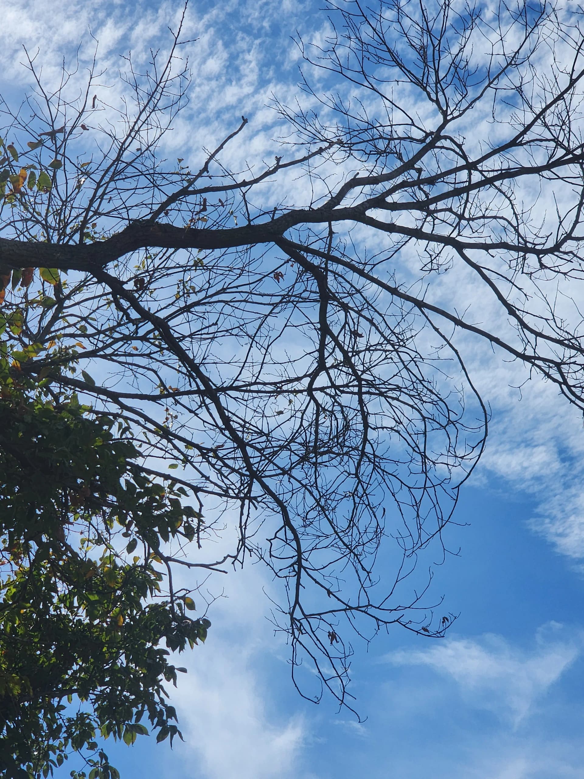 Damaged Elm Limbs Hanging Over a Roof - Here's What We Did image