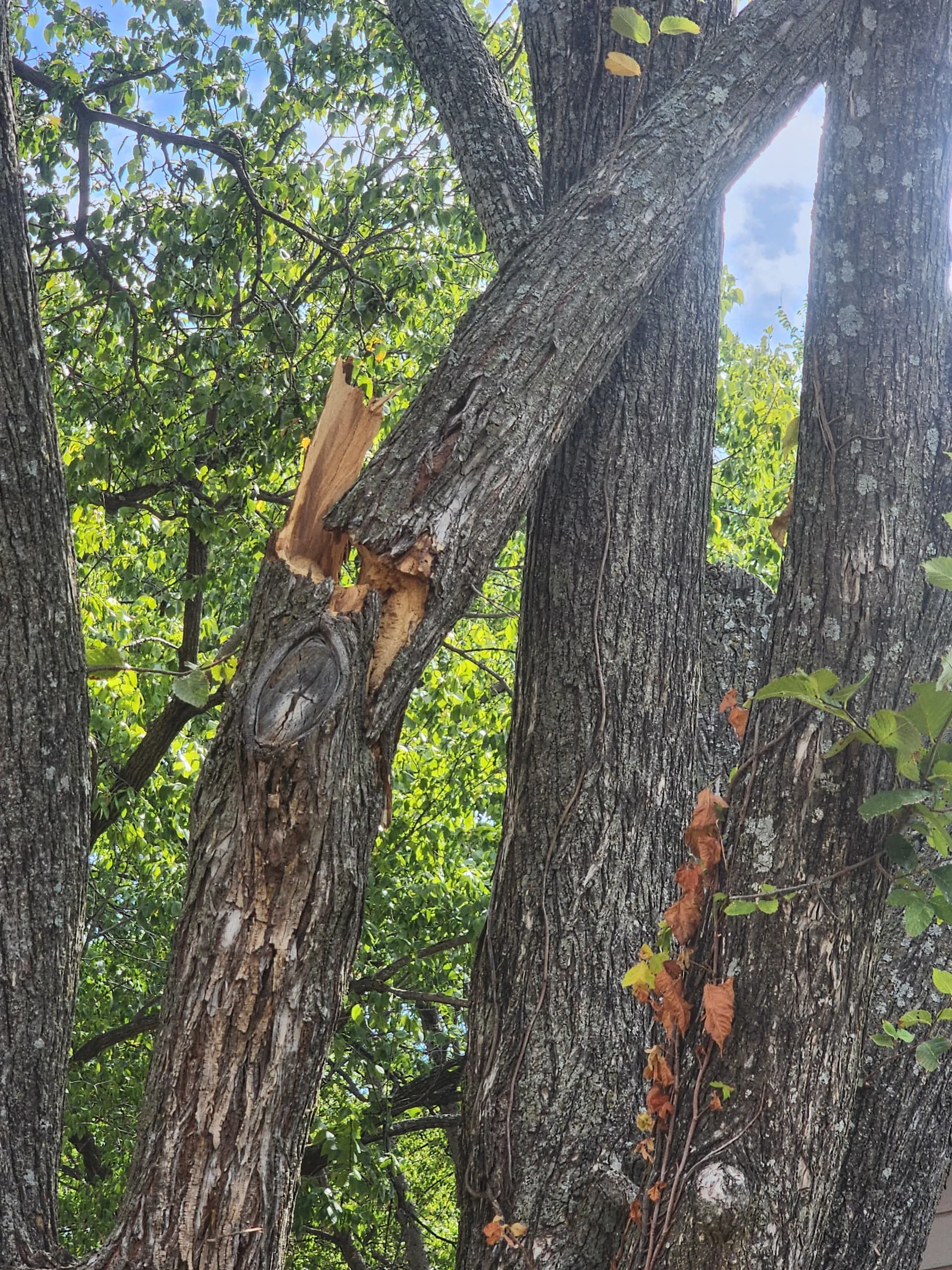 Gallery photos for Damaged Elm Limbs Hanging Over a Roof - Here's What We Did: Image #3