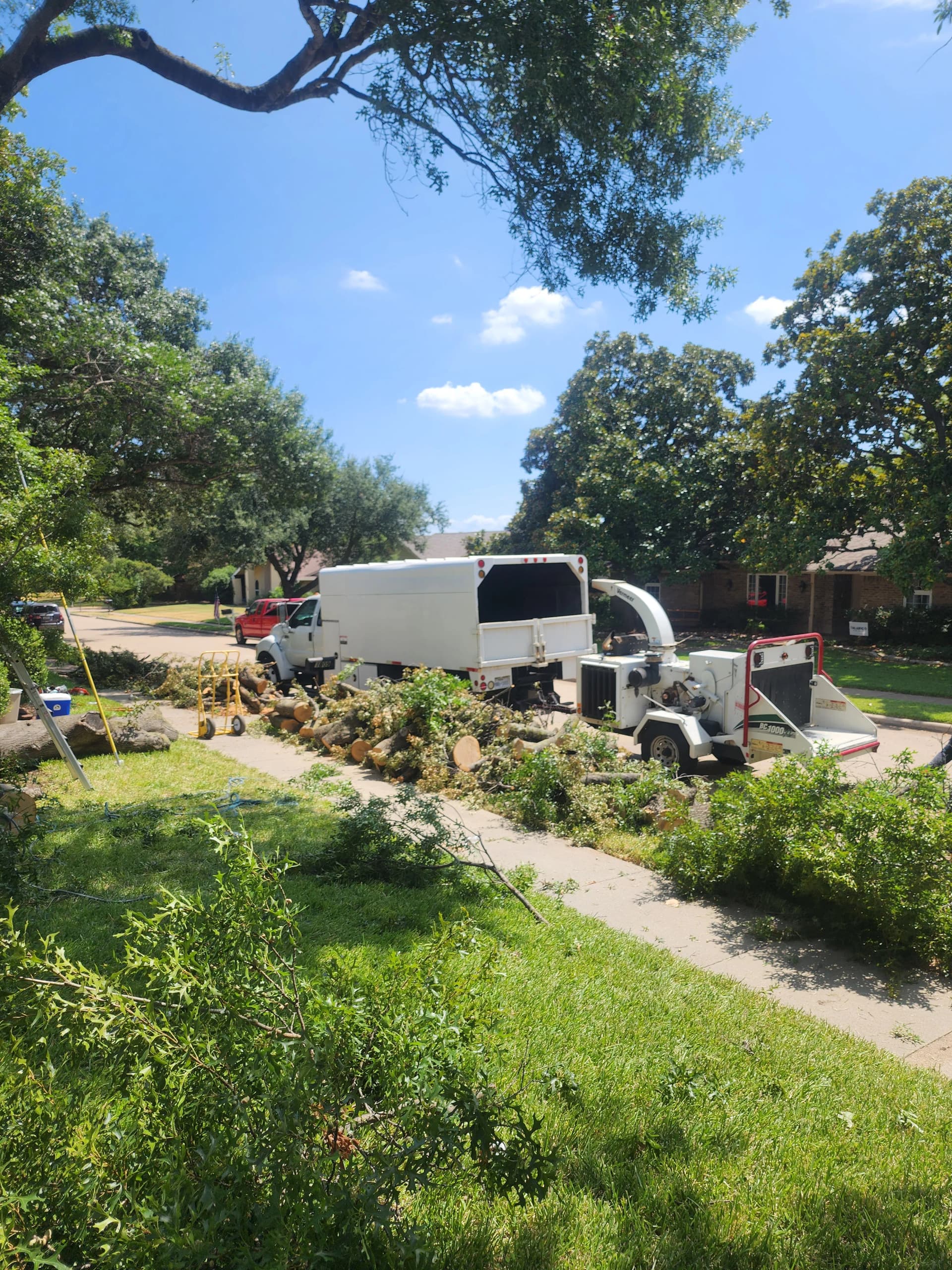 Gallery photos for Large Red Oak Removal and Stump Grinding Done Right: Image #5