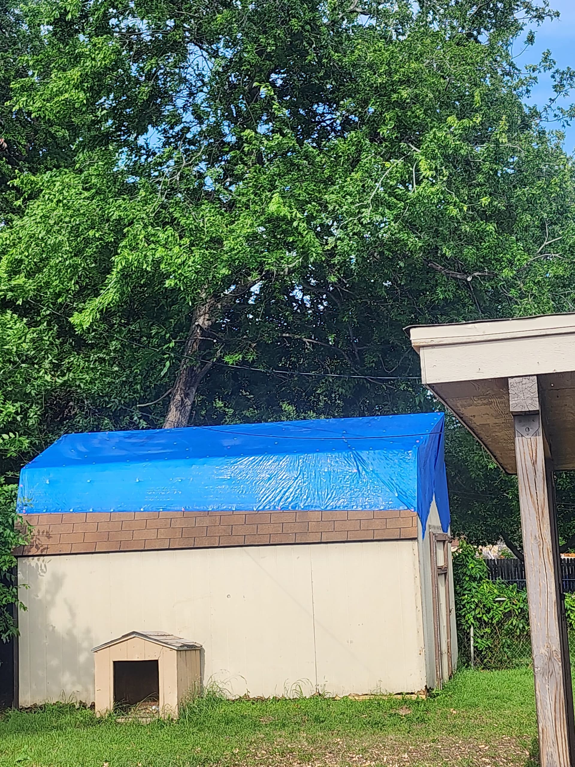 Gallery photos for Large Ash Tree Removal and Stump Grinding in Grand Prairie: Image #2