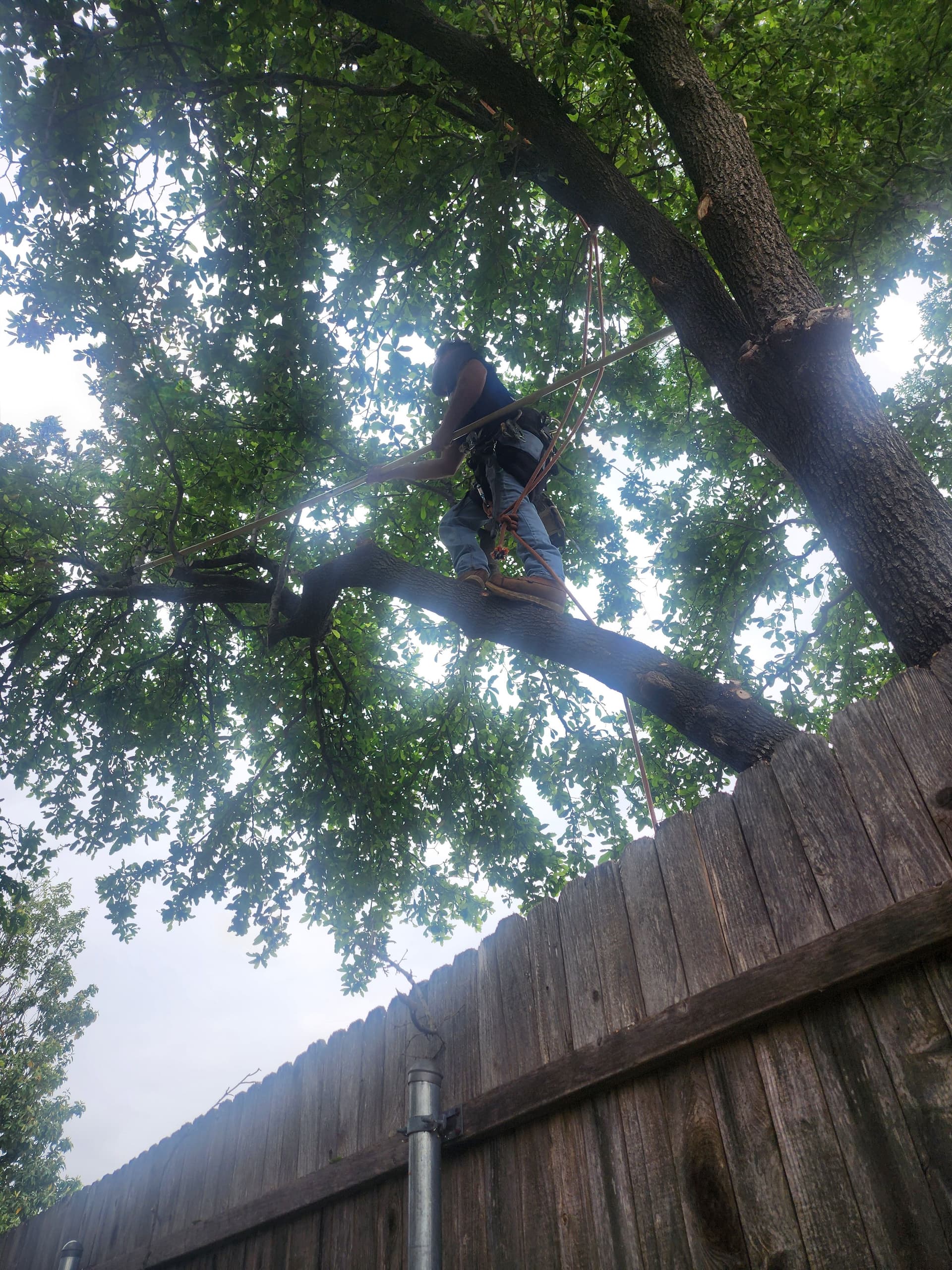 Gallery photos for Two Oak Trees Pruned and Hauled Off Clean: Image #1