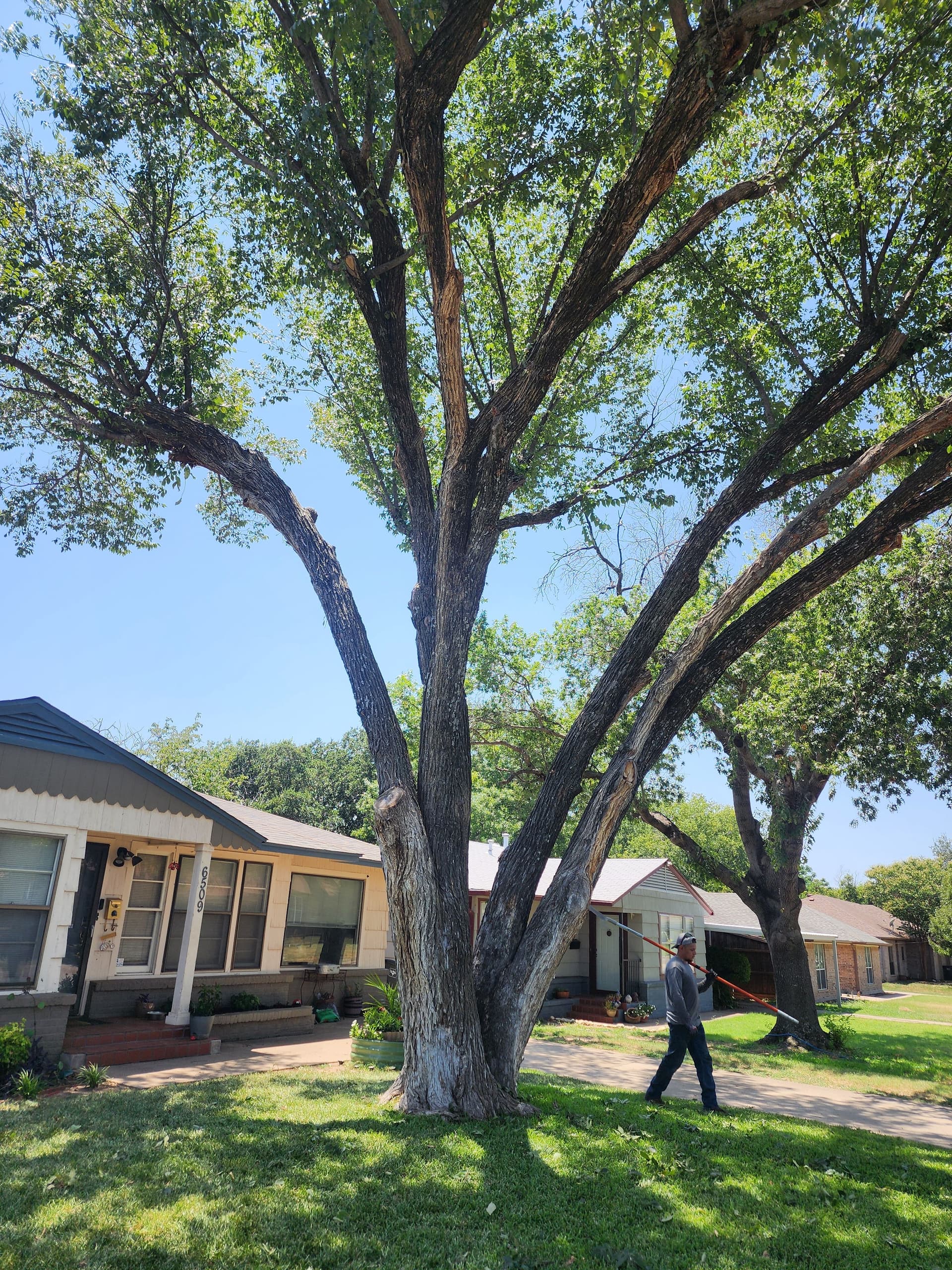 Gallery photos for Dead Limb Pruning Across 7 Trees in Fort Worth: Image #2