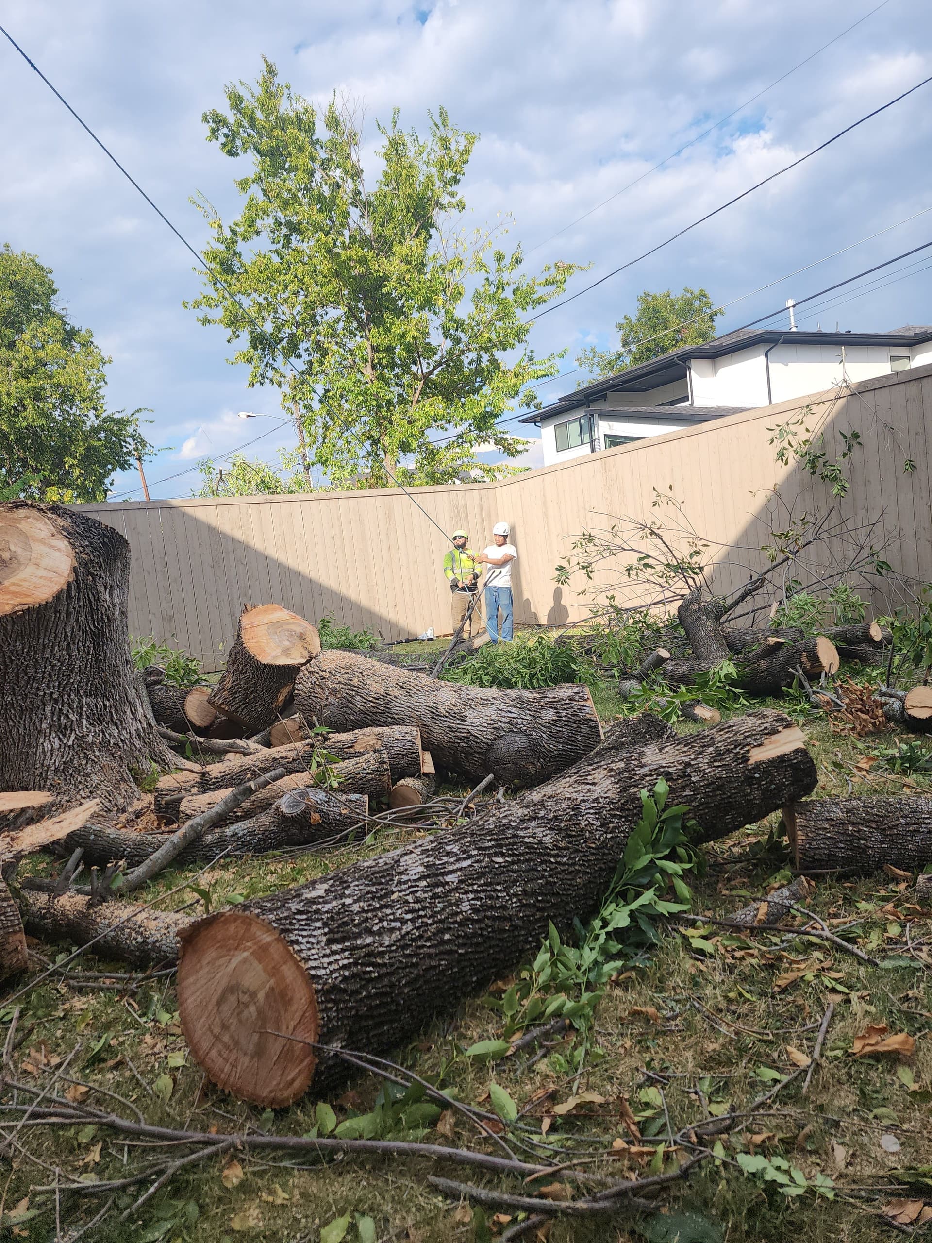 Arizona Ash Tree Removal in Dallas image