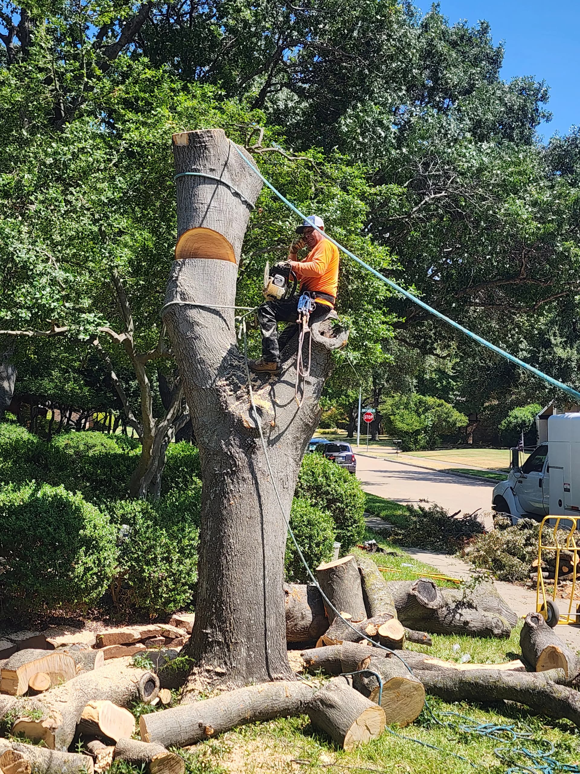 Gallery photos for Large Red Oak Removal and Stump Grinding Done Right: Image #3