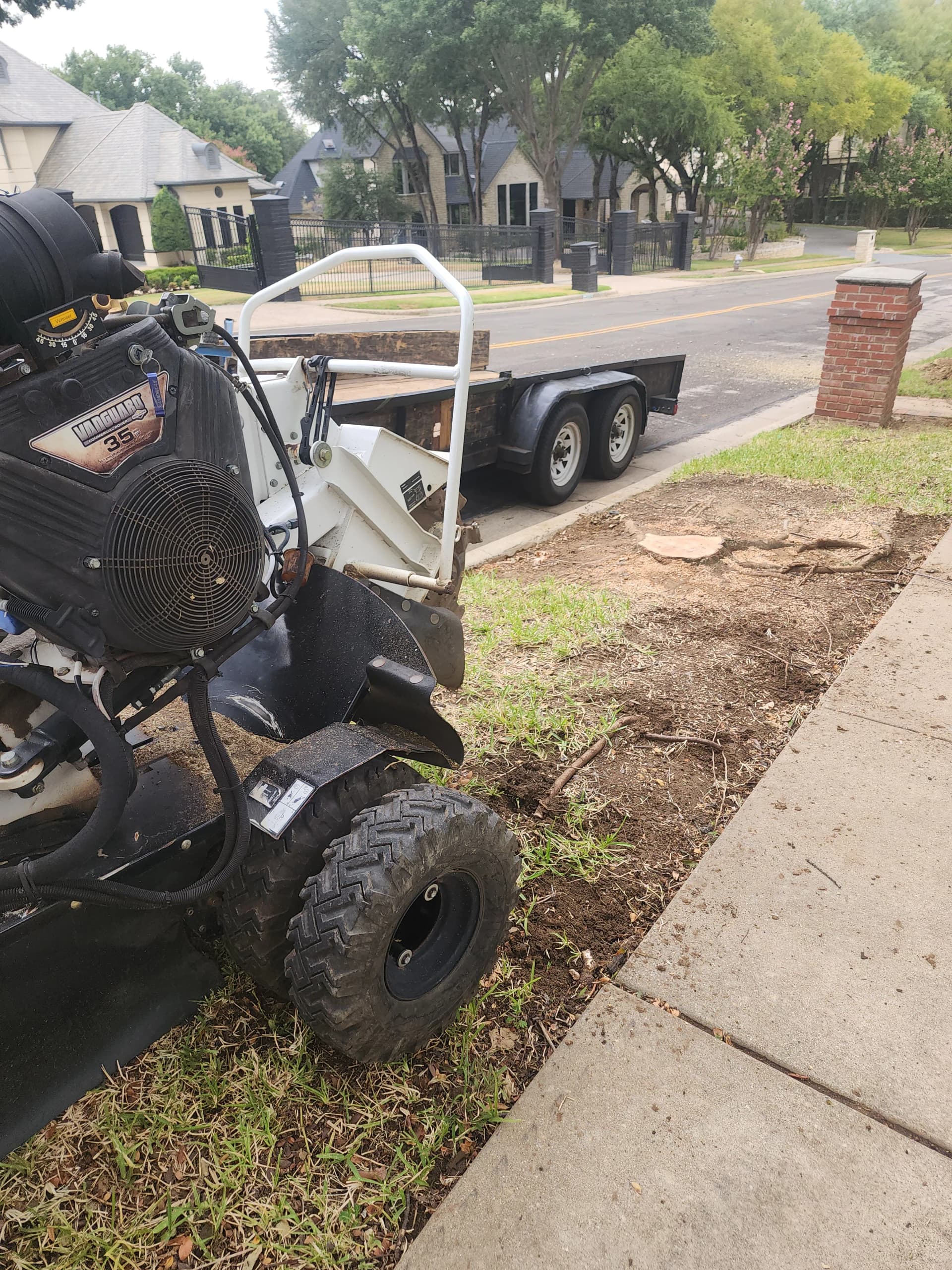 Gallery photos for Large Red Oak Removed and 3 Stumps Ground Out: Image #3