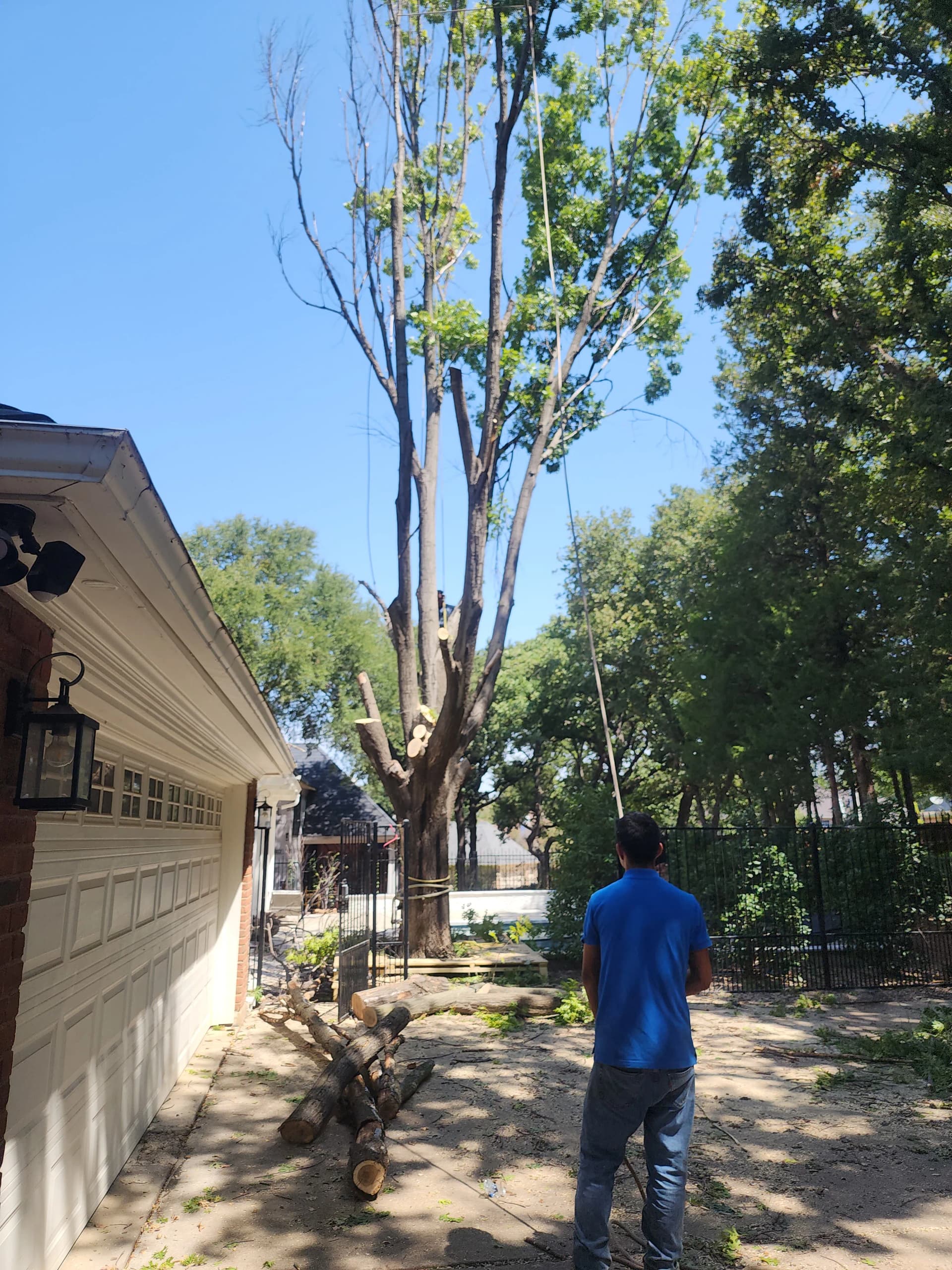 Large Red Oak Removed and 3 Stumps Ground Out image