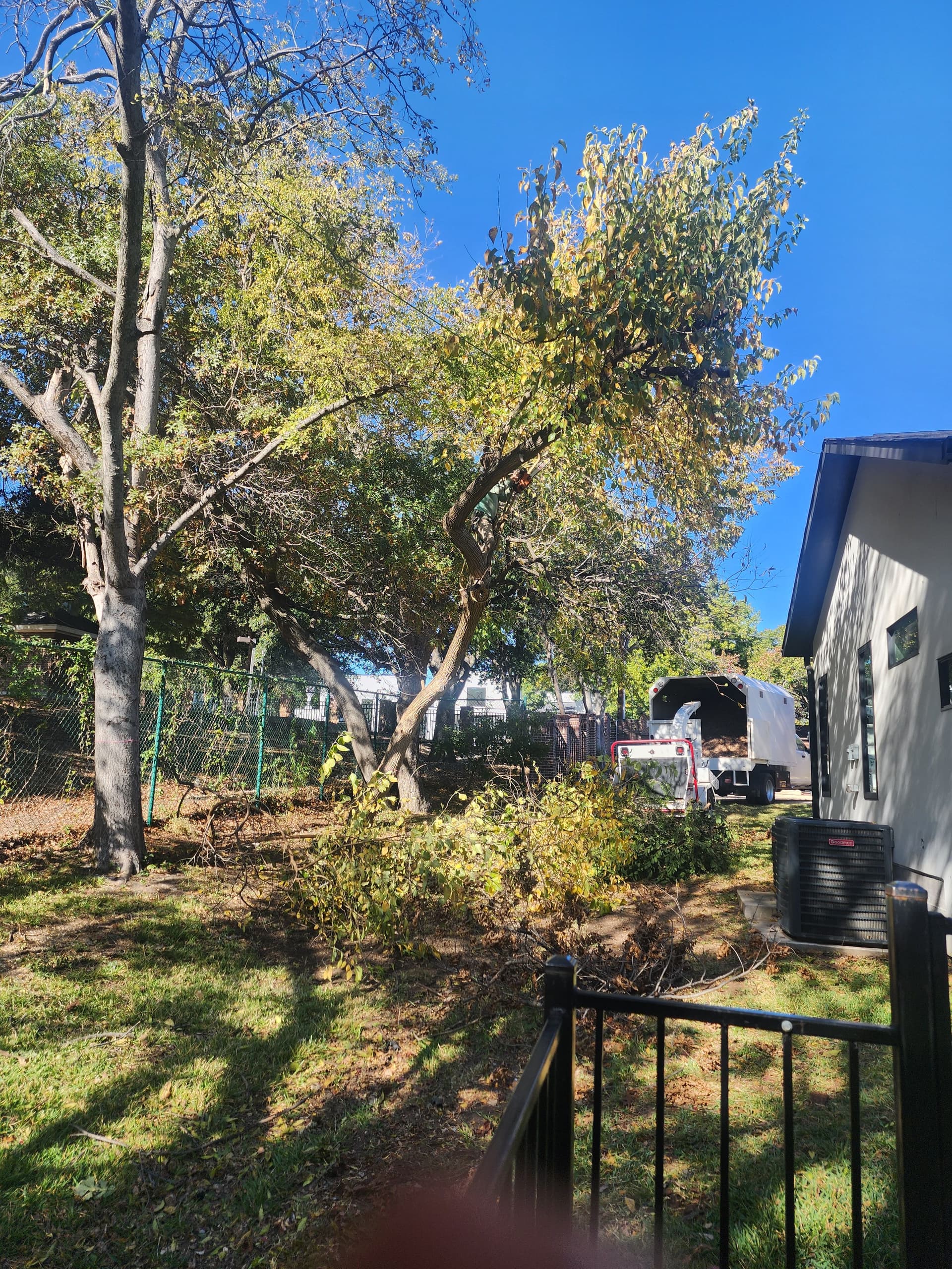 Expert Tree Care in North Dallas