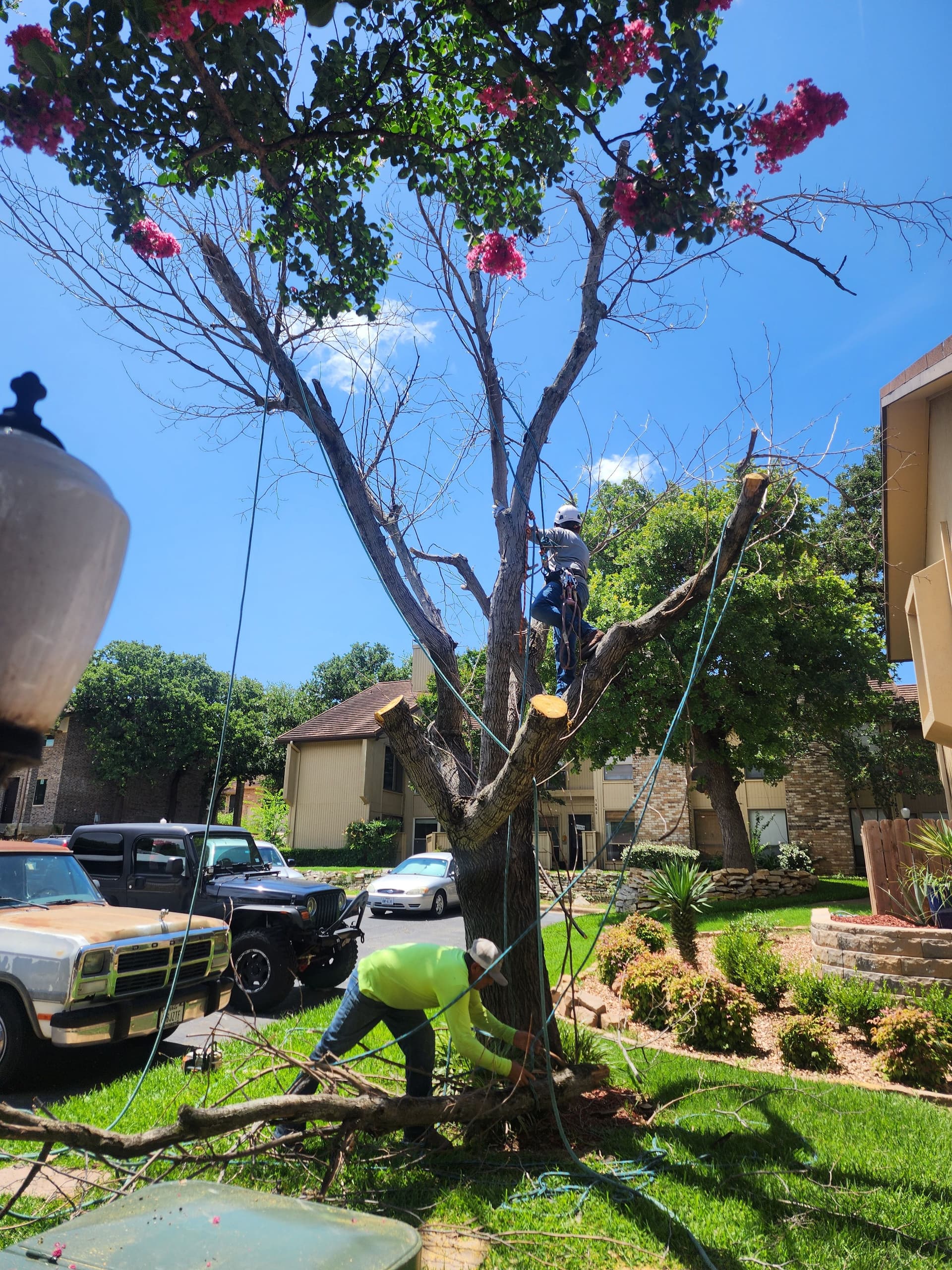 Gallery photos for 3 Trees Removed, 3 Stumps Ground - Property Left Clean: Image #2