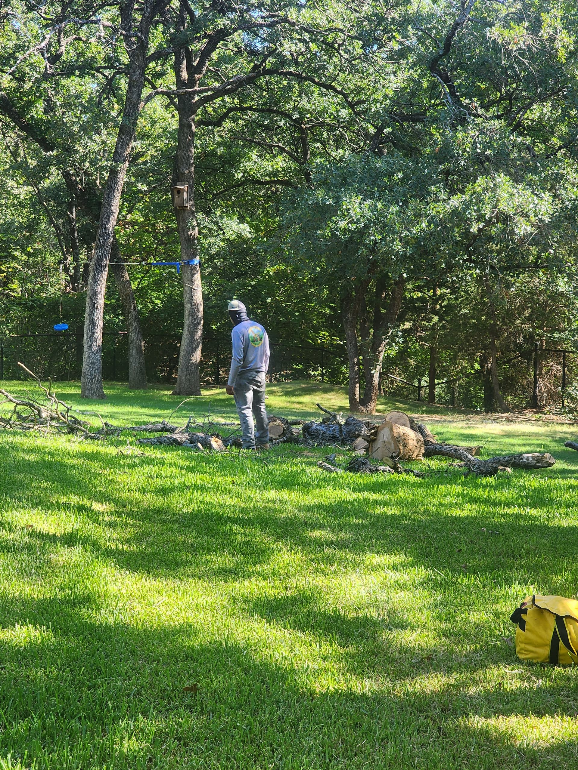 Gallery photos for 8 Dead Post Oaks Removed from Argyle Property: Image #3