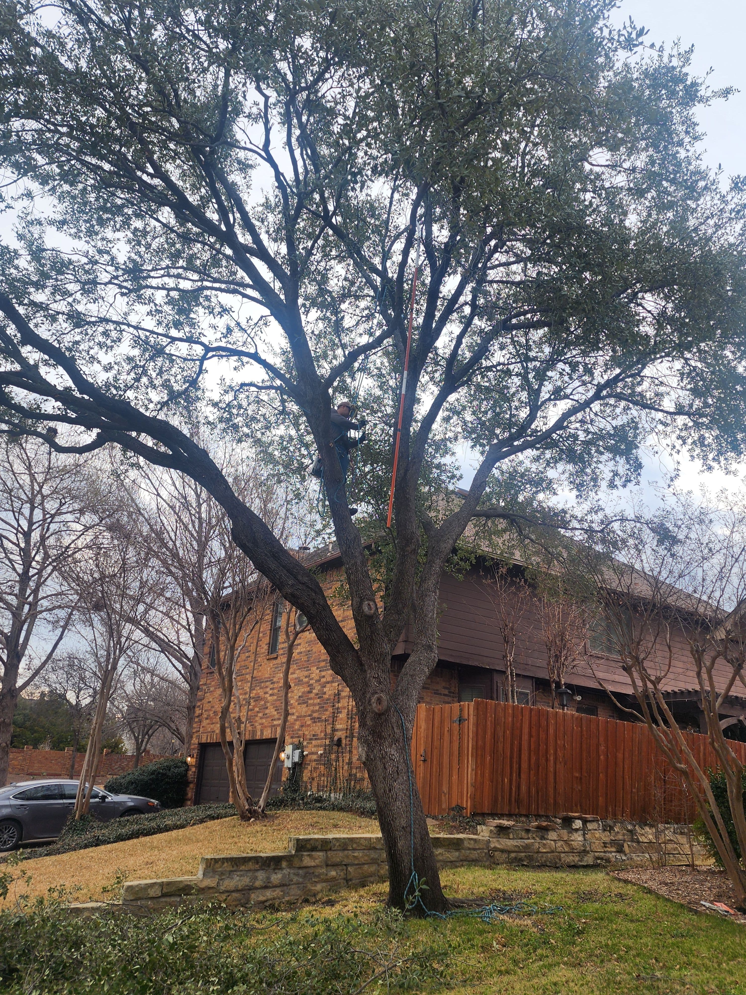 Project Tree Trimming Mastery in Irving TX image