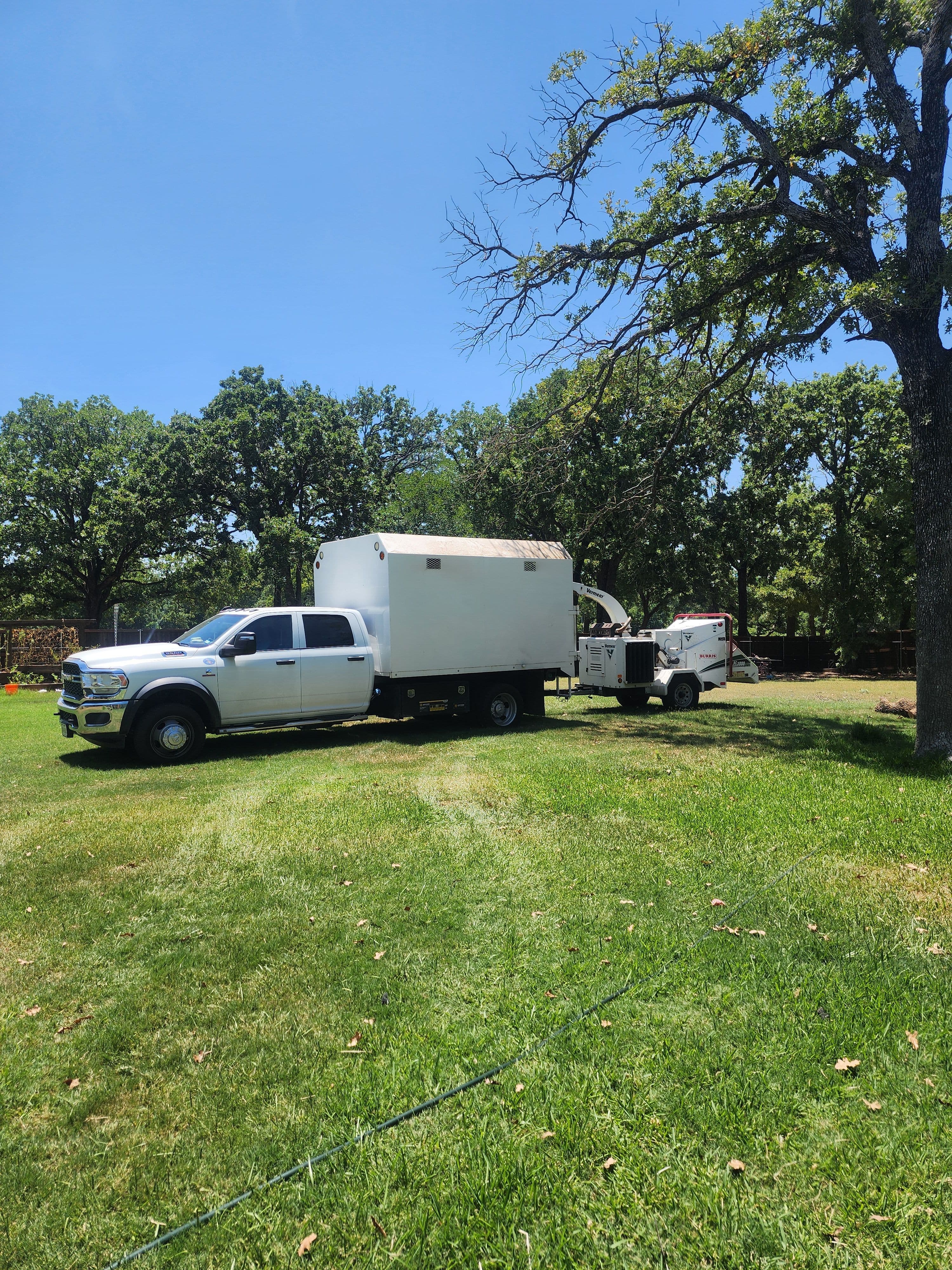 Project 8 Dead Post Oaks Removed from Argyle Property image