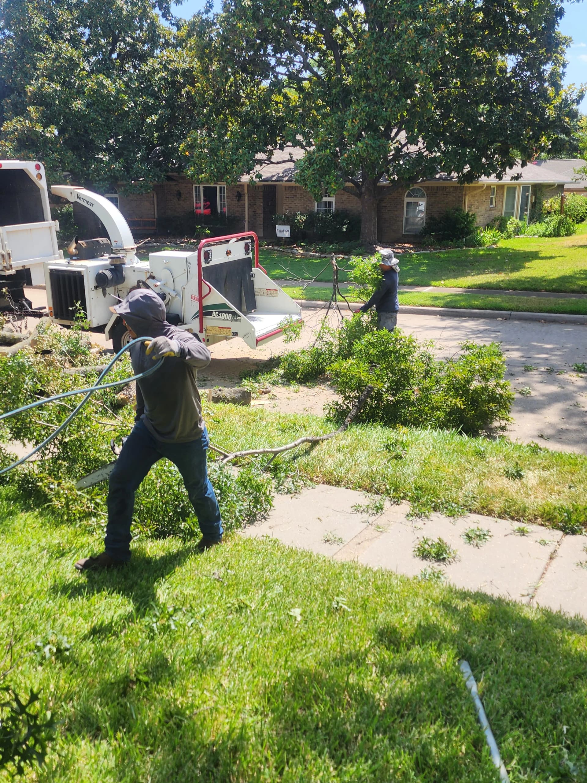 Gallery photos for Large Red Oak Removal and Stump Grinding Done Right: Image #4