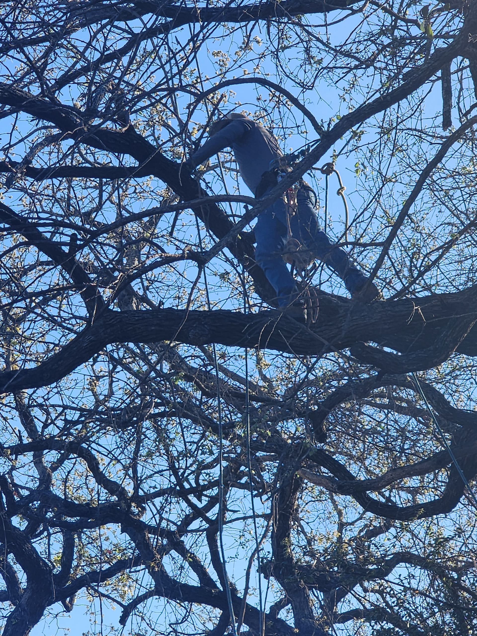 Gallery photos for Tree Trimming Expertise in Fort Worth and Haltom City: Image #2