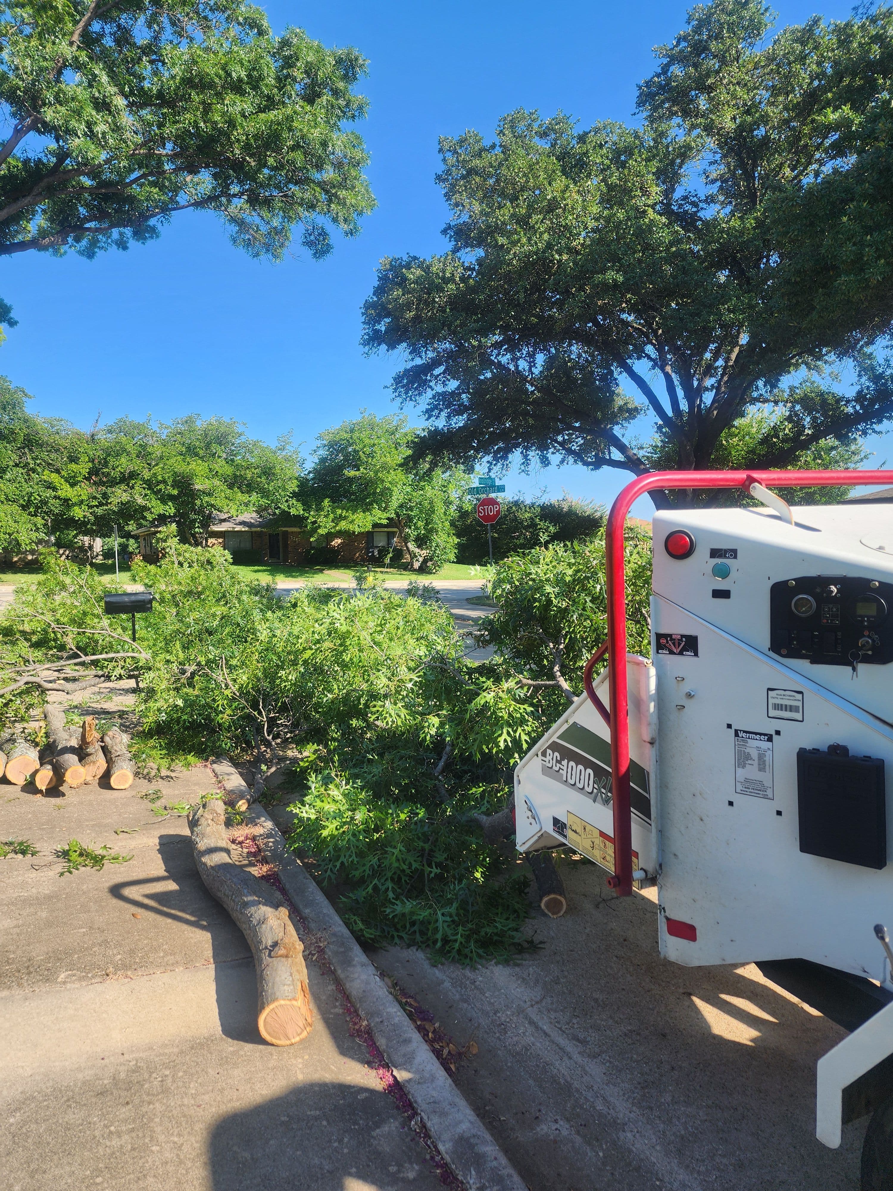 Project Large Live Oak and Mulberry Tree Removal Done Right image