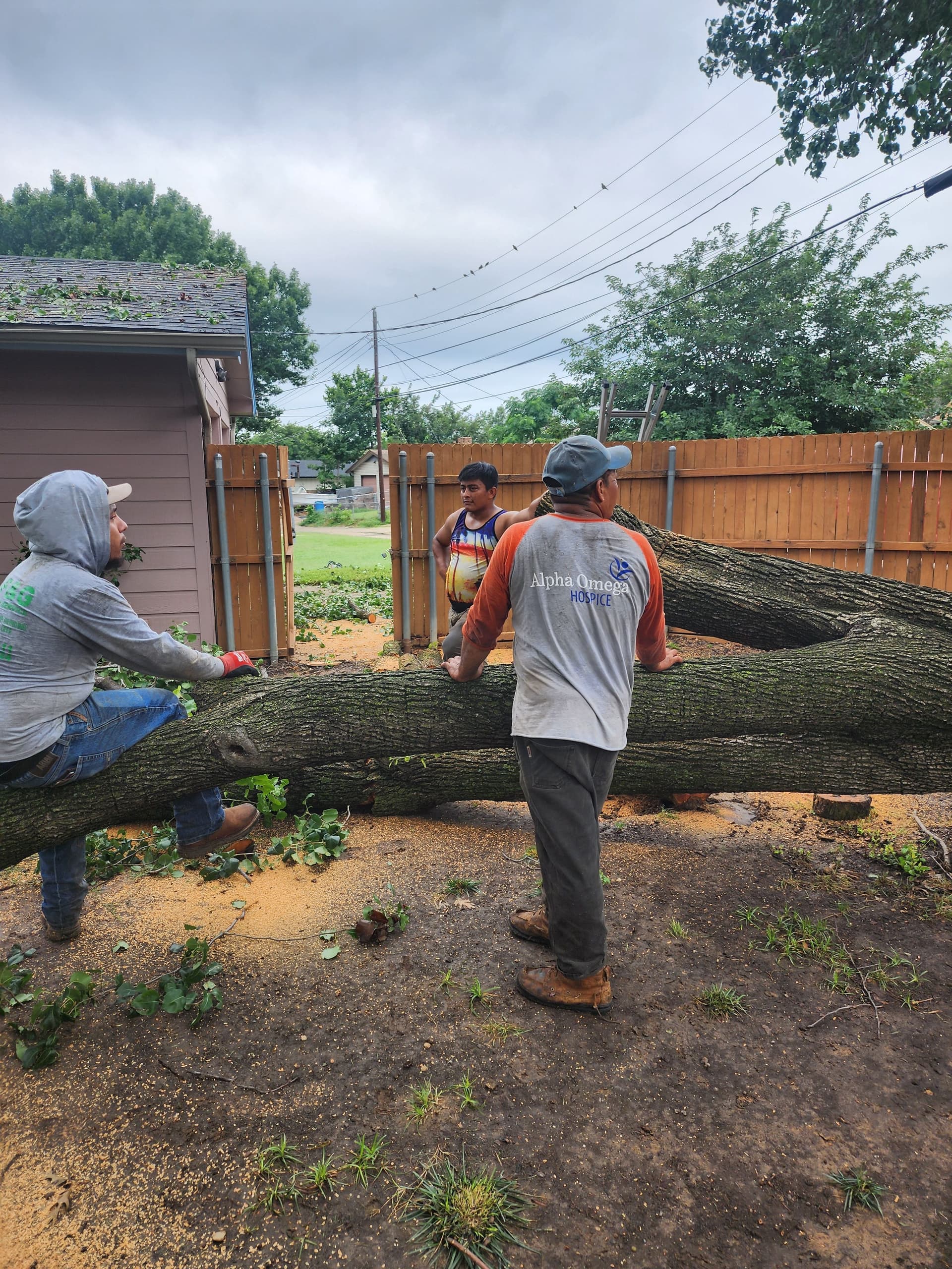 Gallery photos for Storm-Damaged Bradford Pear Tree Removal in Irving: Image #2