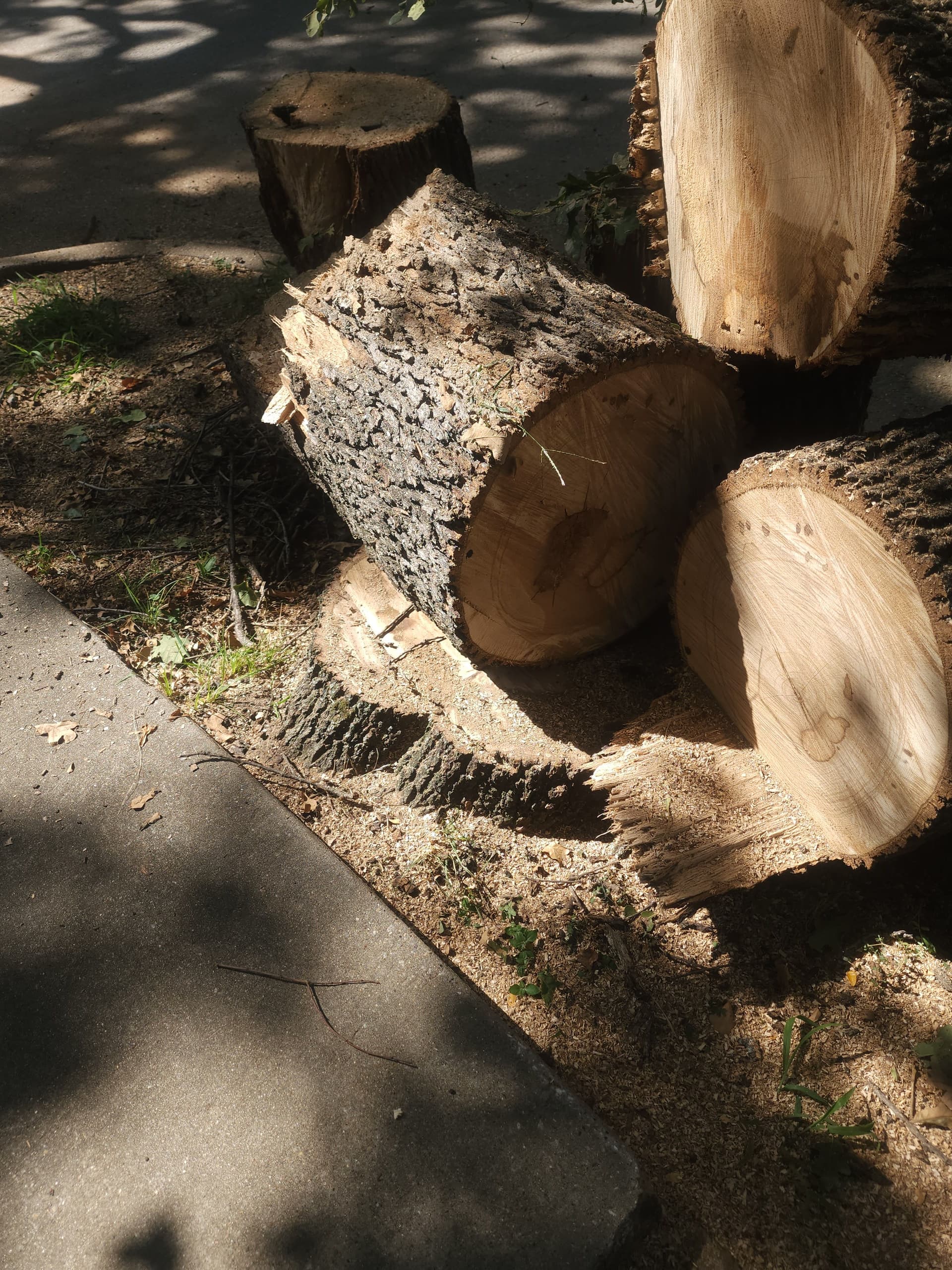 Post Oak Trimmed Back From the Roofline - City Code Handled image